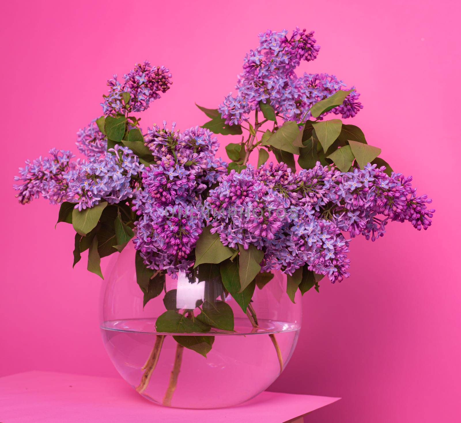 A bouquet of lilacs in a vase on a pink background . Postcard flowers on a pink background . Spring flowers. Nicely. Copy space. Pink. Decor . Postcard flowers on a pink background