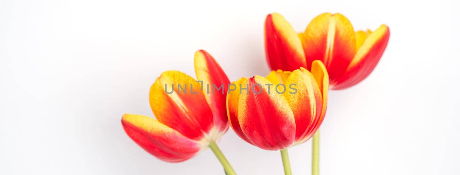 Tulip flower in glass vase with picture frame place on white wooden table background against clean wall at home, close up, Mother's Day decor concept.