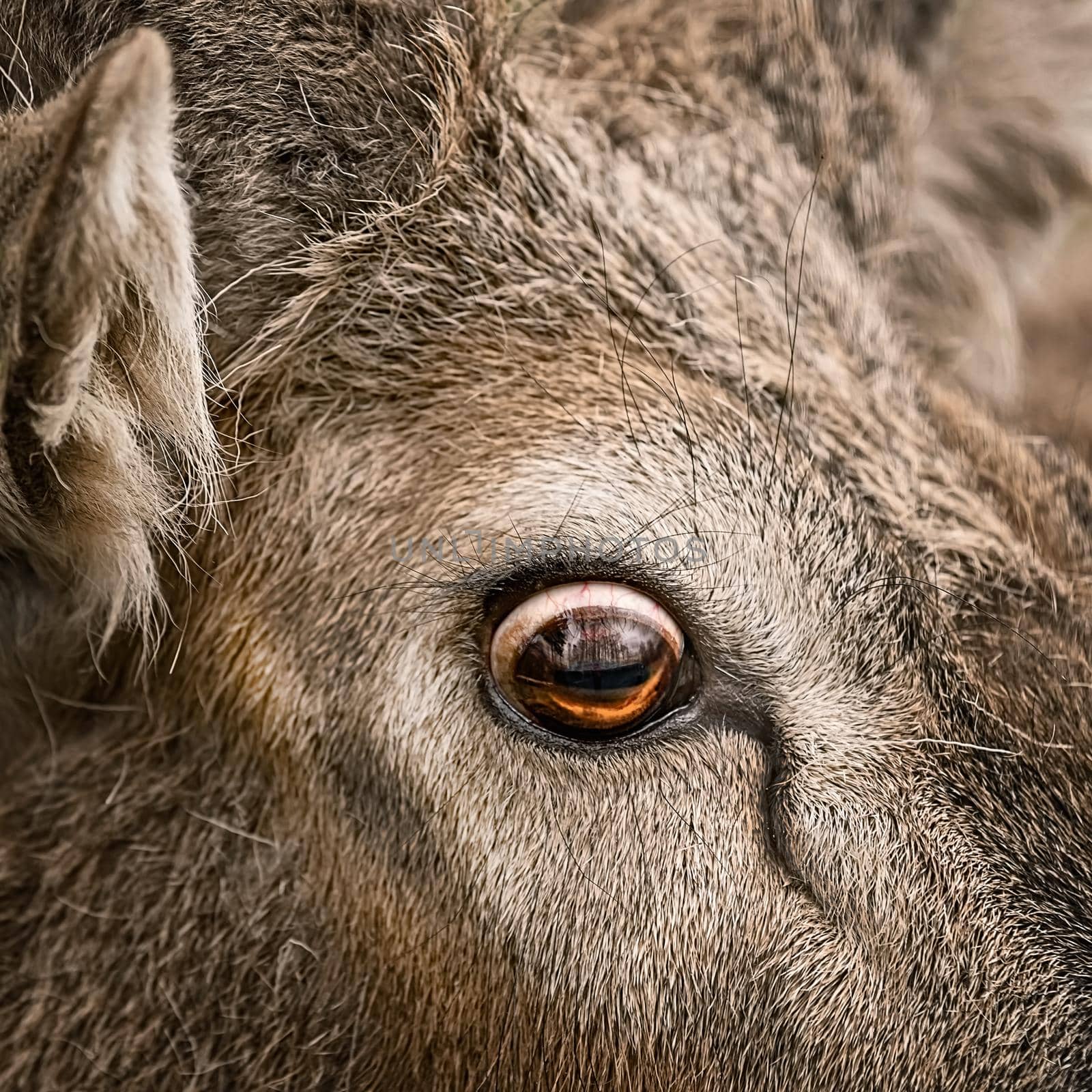 Close-up image of eye of a deer 