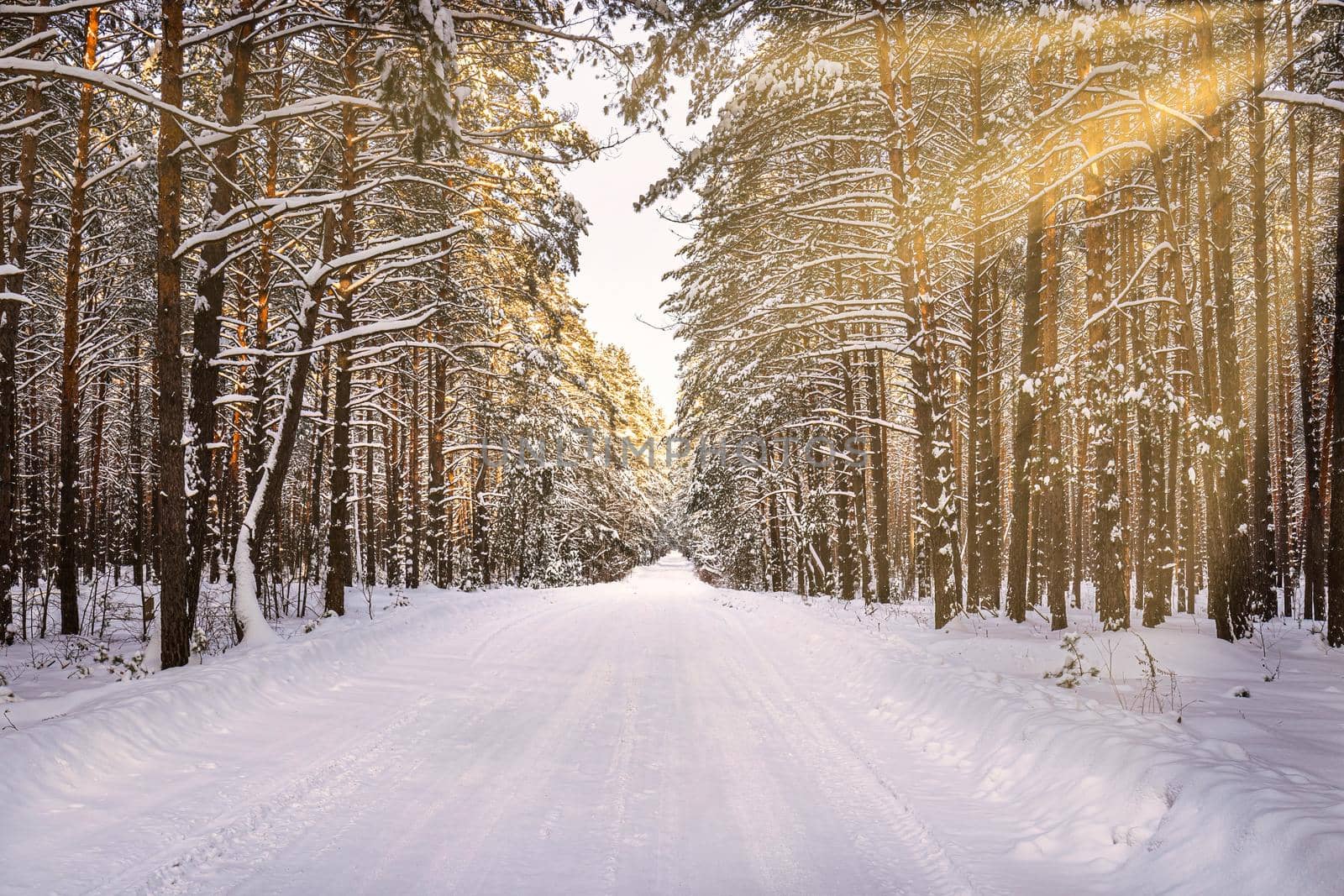 Automobile road through a pine winter forest covered with snow on a clear sunny day. Pines along the edges of the road and the rays of the sun shining through them.