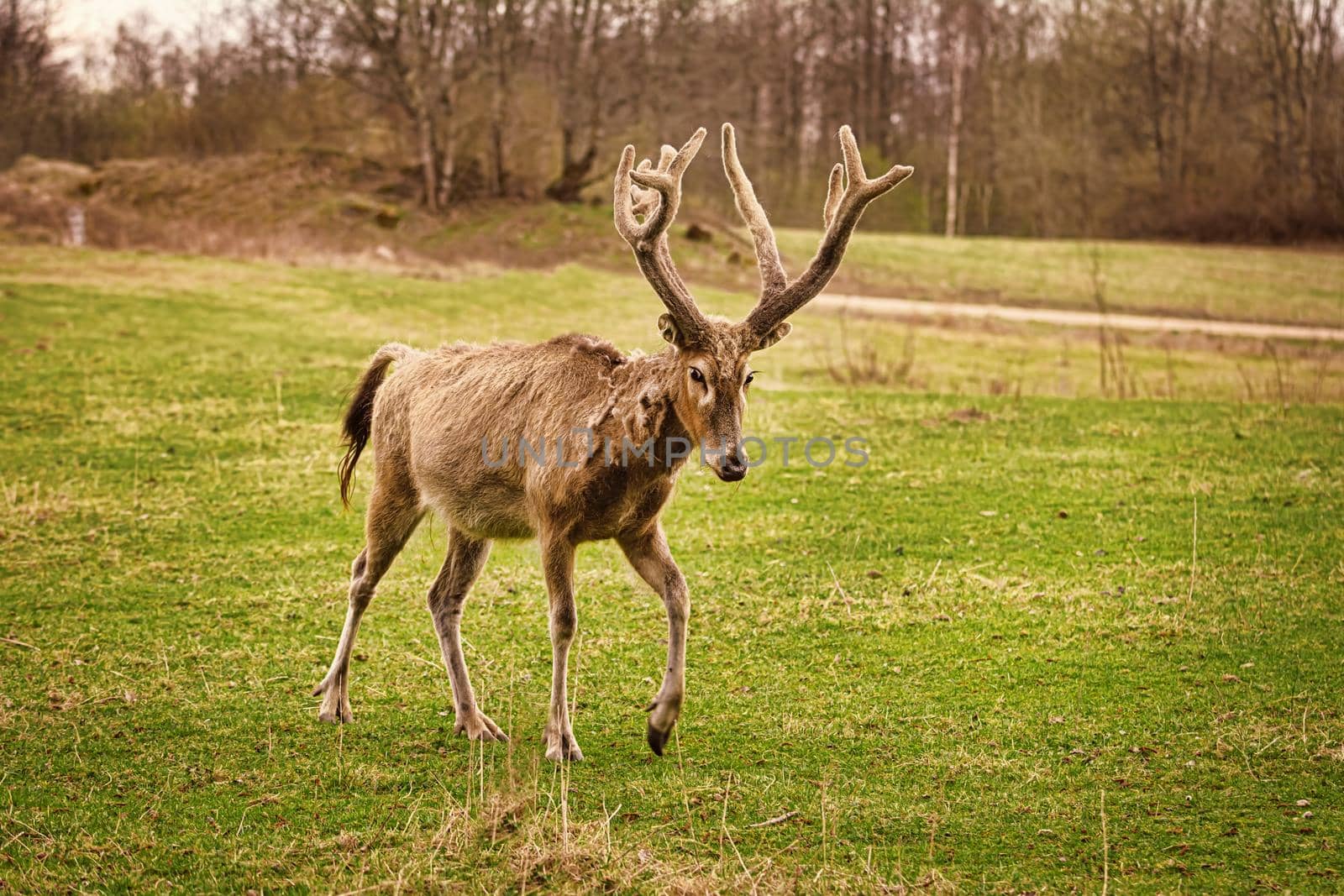 Deer with big horns on the pasture