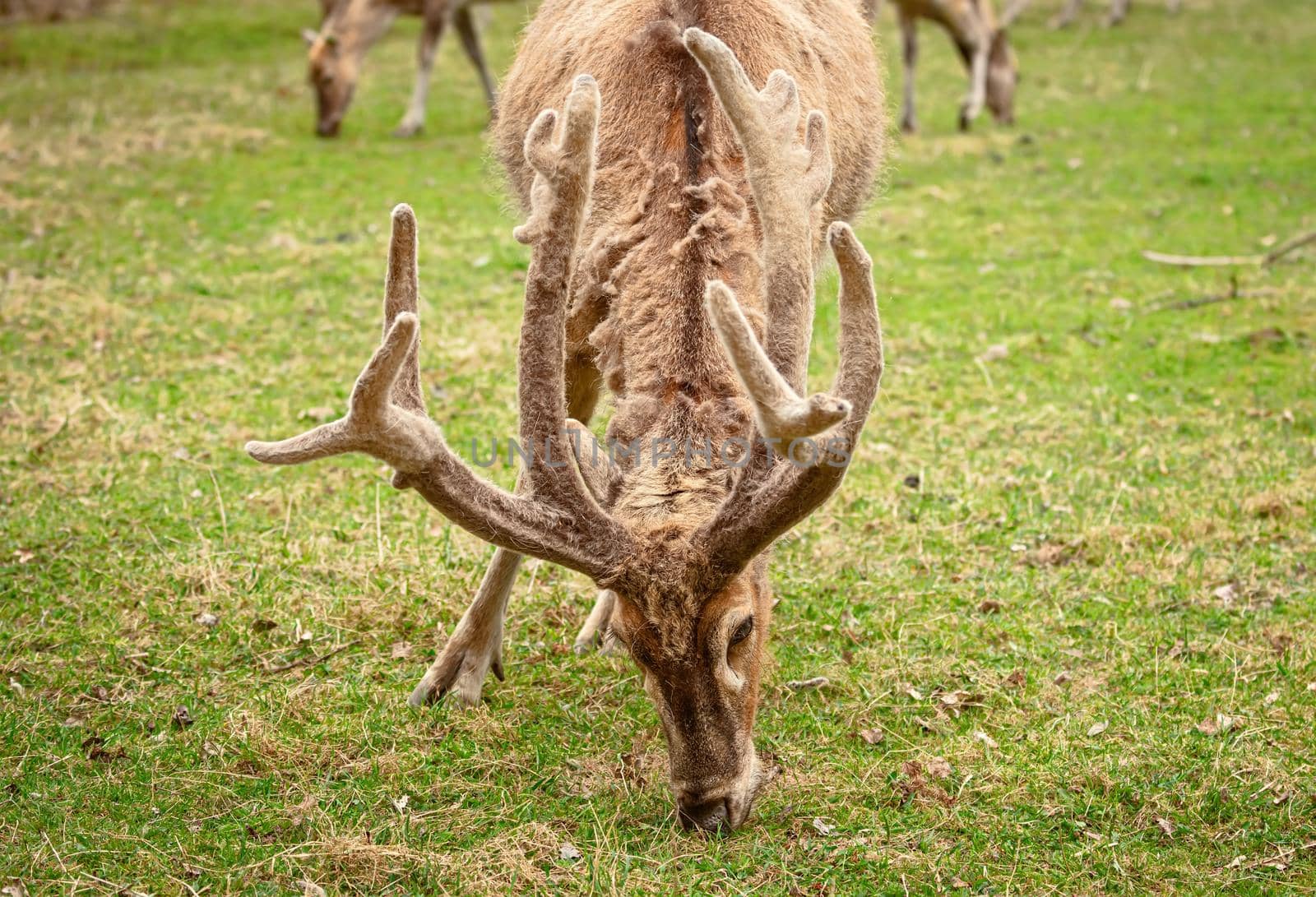 Deer with big horns on the pasture