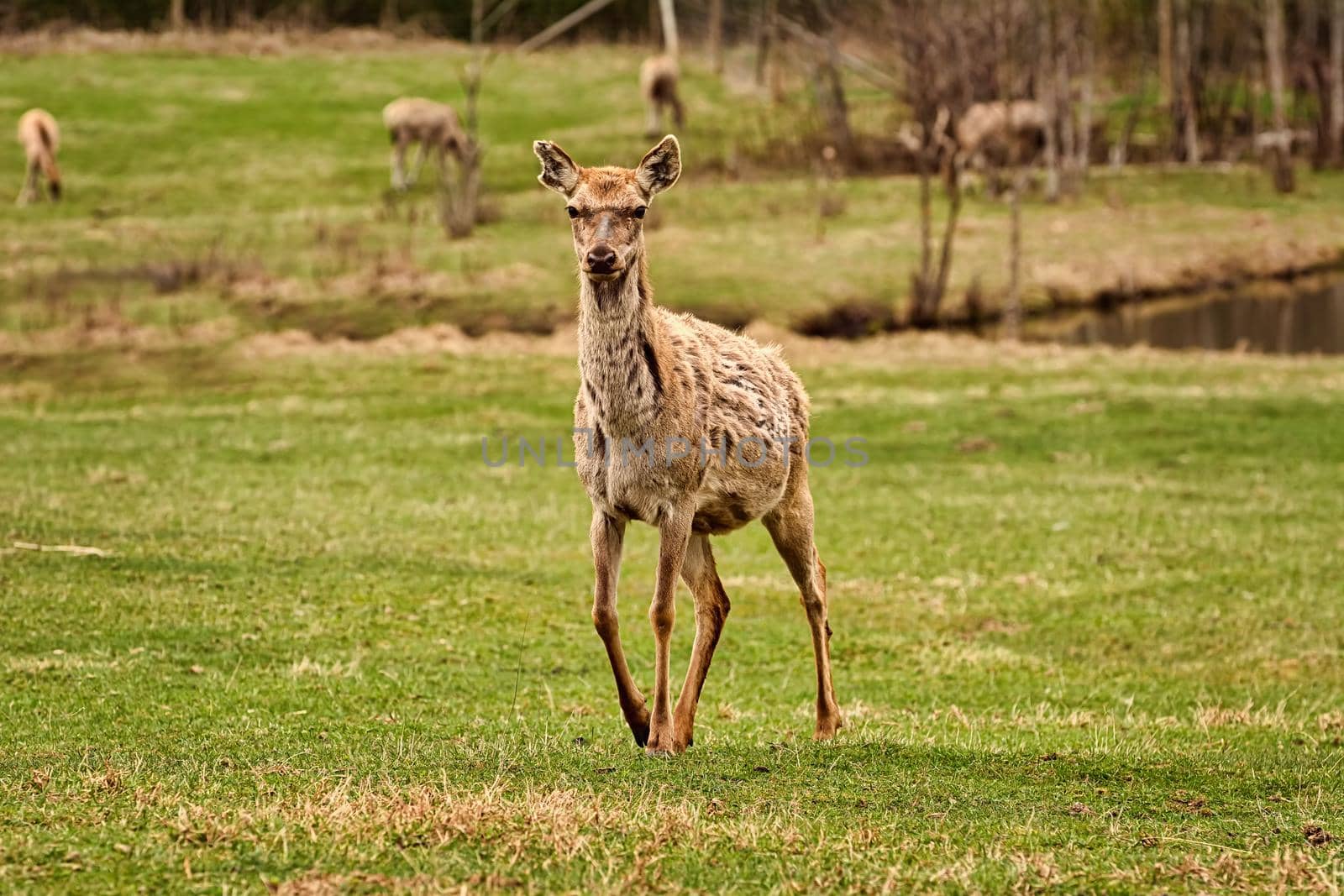 Deer on the grass lawn