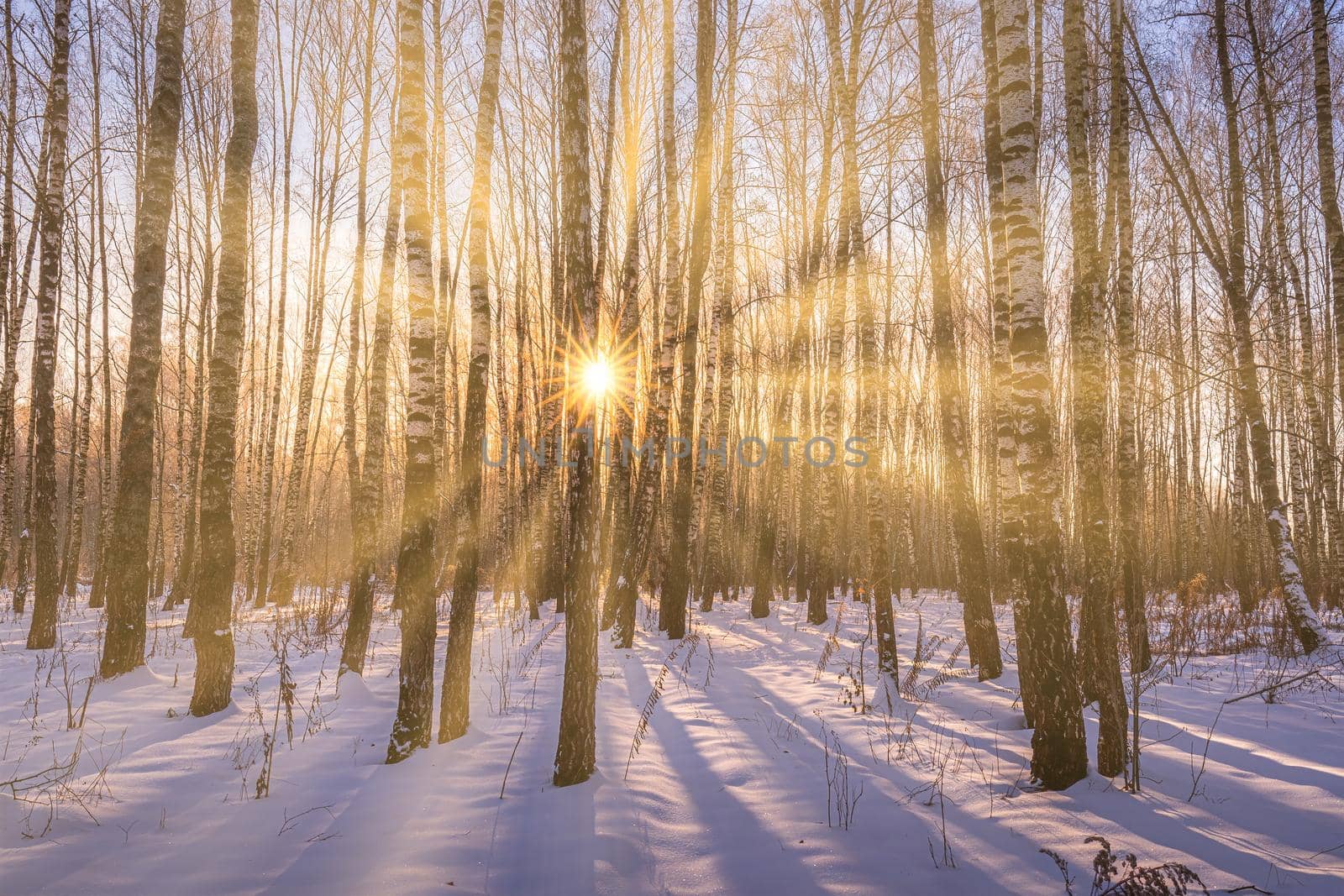 Sunset or sunrise in a birch grove with winter snow. Rows of birch trunks with the sun's rays. by Eugene_Yemelyanov
