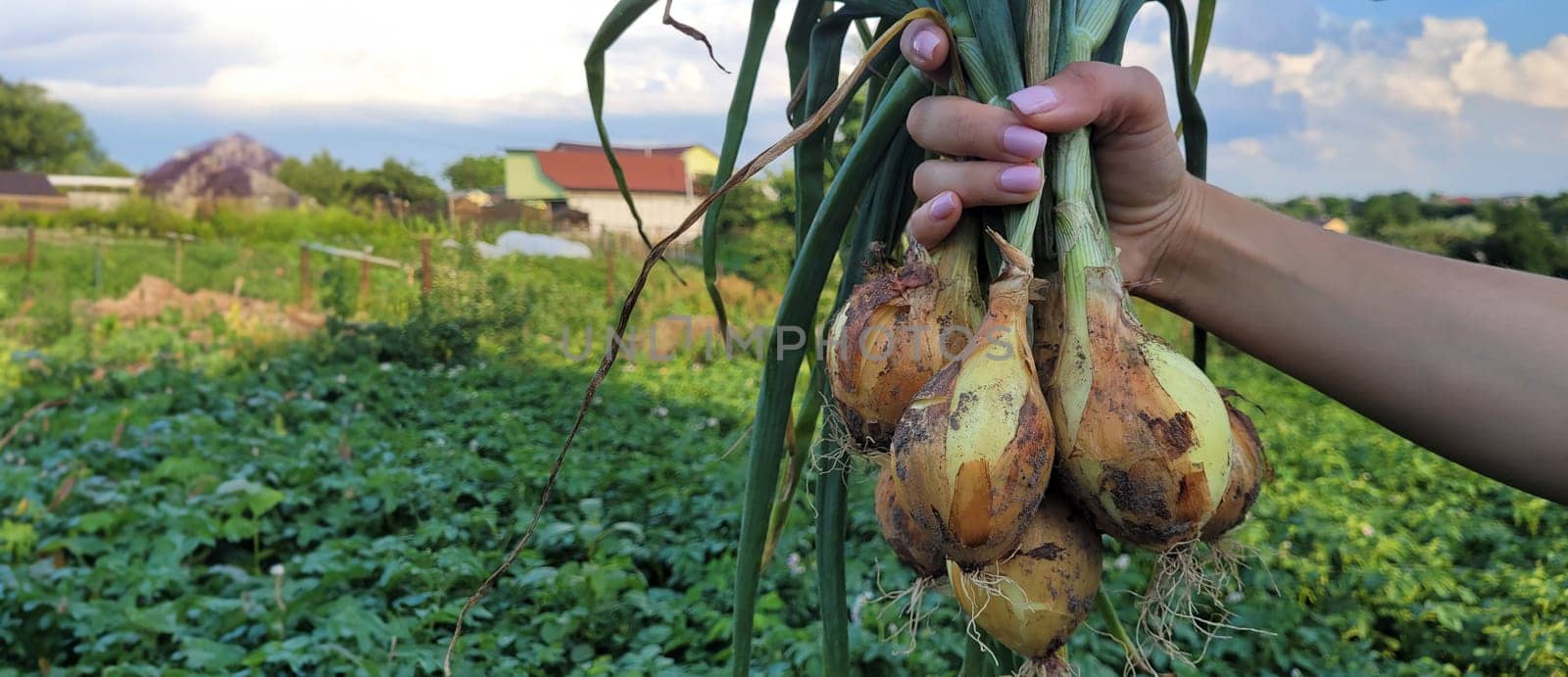 a bunch of fresh onions in the hands of a farmer. Nature. Selective focus