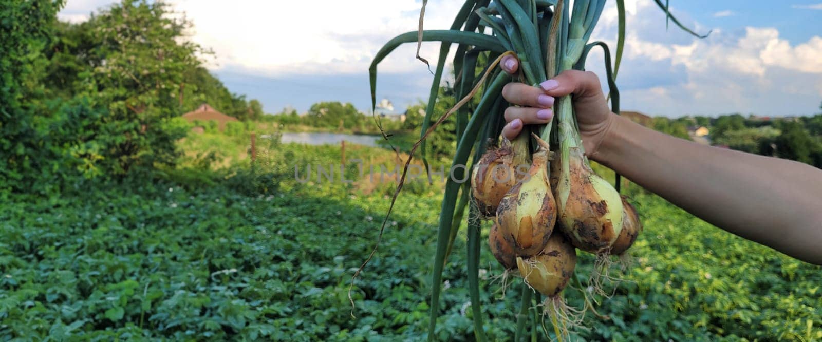 a bunch of fresh onions in the hands of a farmer. Nature. Selective focus