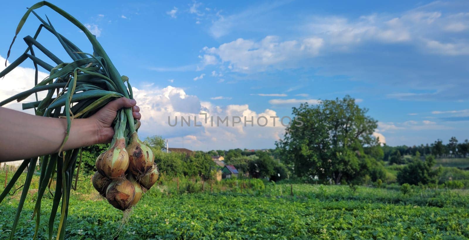 a bunch of fresh onions in the hands of a farmer. Nature. Selective focus
