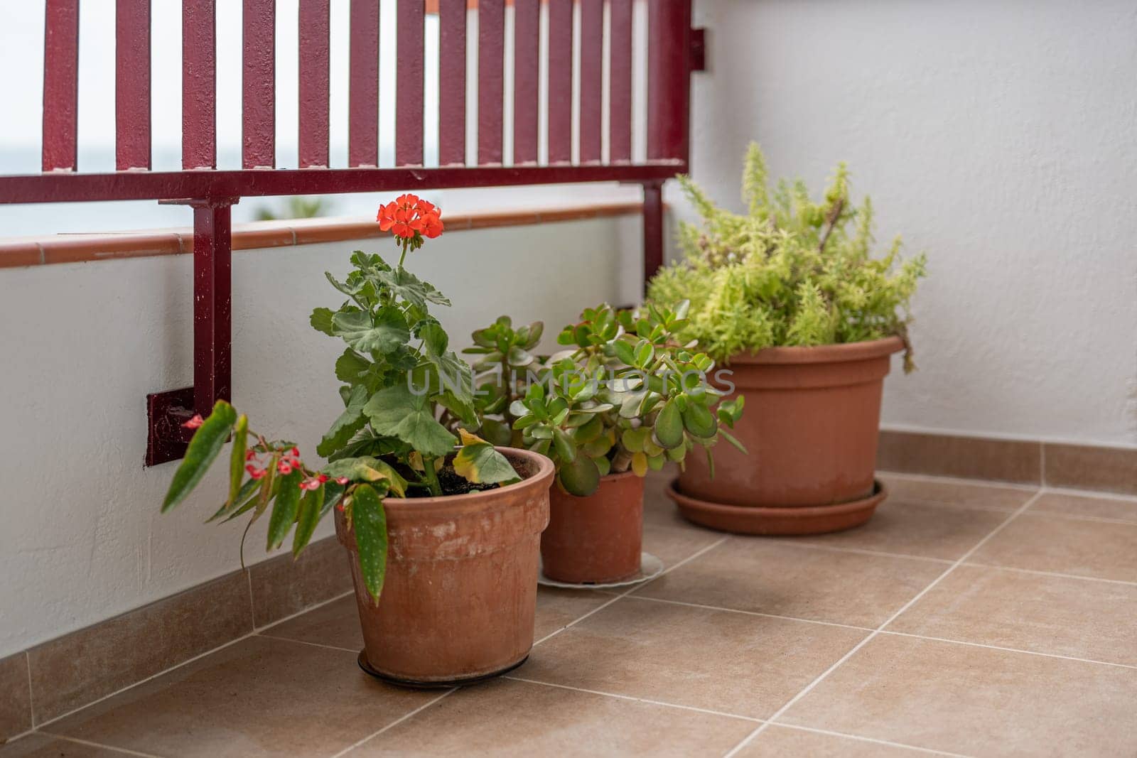A balcony with pots of plants, including a red flower, adds vibrancy to the architecture. The home garden exudes growth and tranquility.
