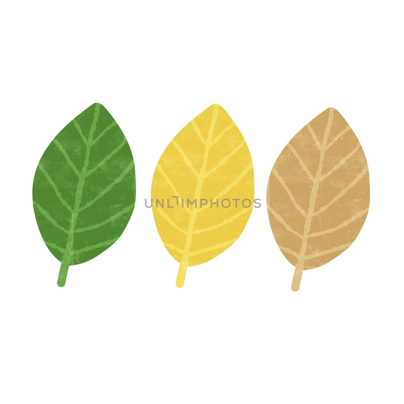 Drawing of a variety of colored leaves isolated on white background for nature decoration and springtime concept by iamnoonmai