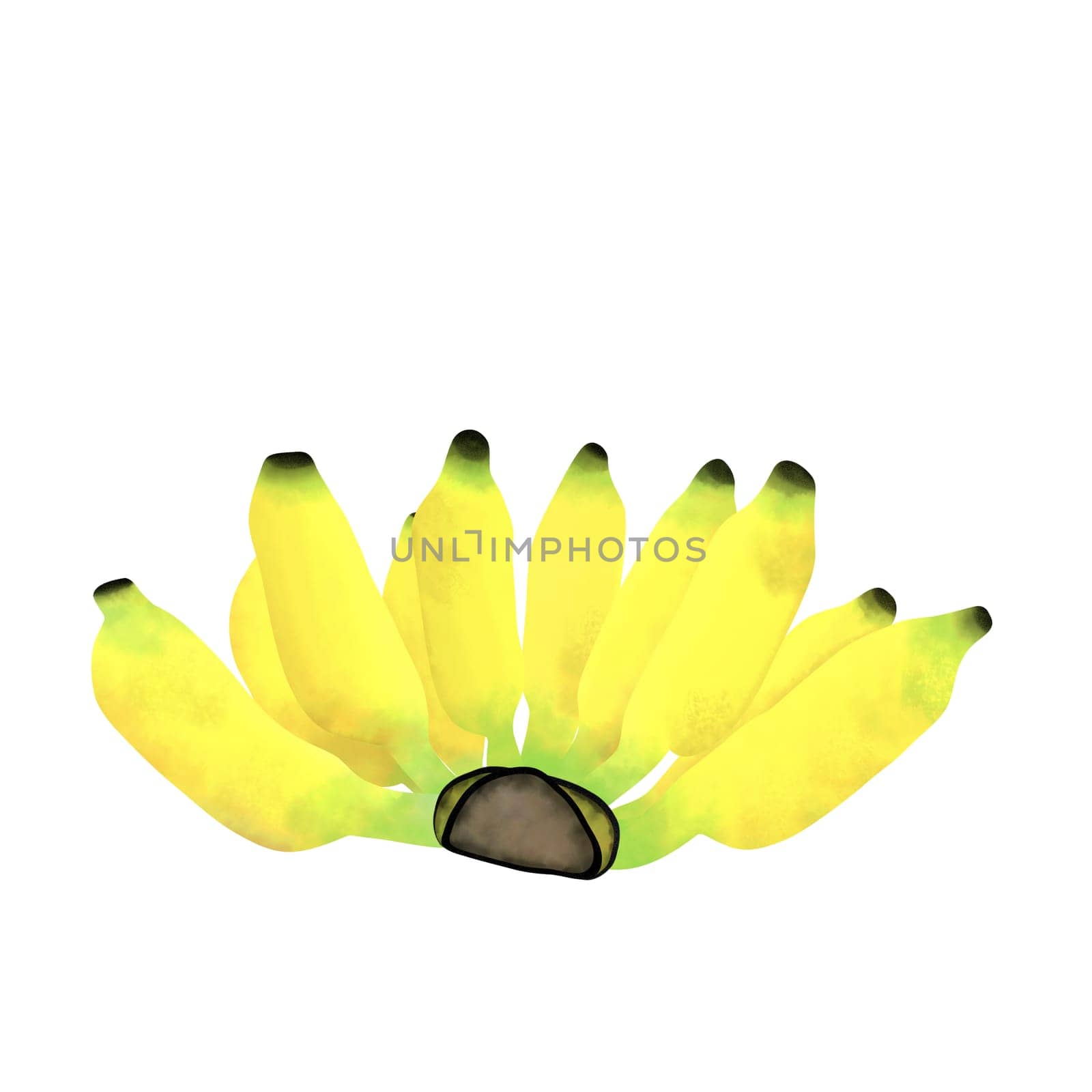 Drawing of Pisang Awak banana isolated on white background for food and eating concept  by iamnoonmai