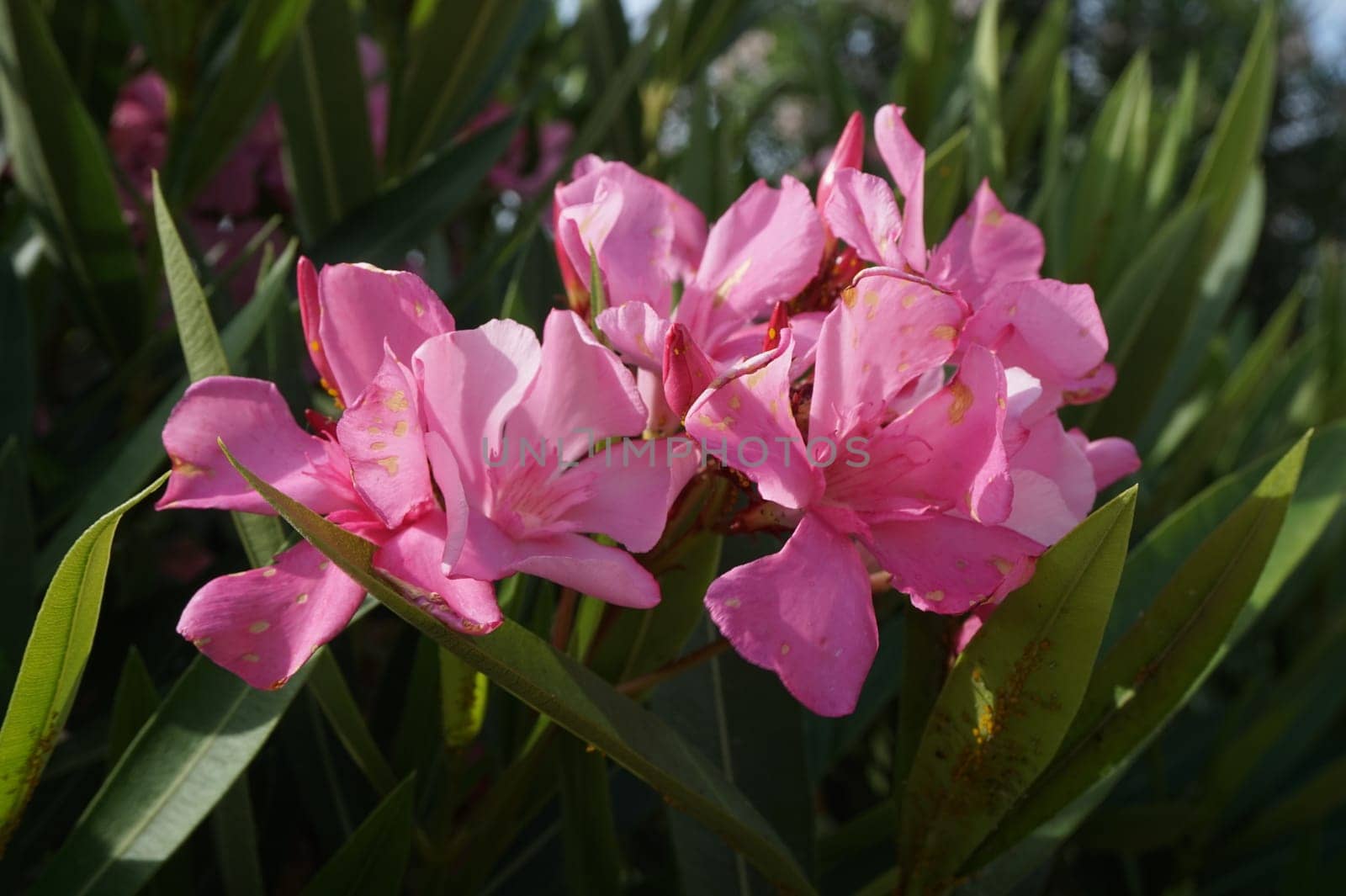 Close-up of Oleander nerium bright pink flowers in bloom, green leaves on the branches of an ornamental shrub in daylight.