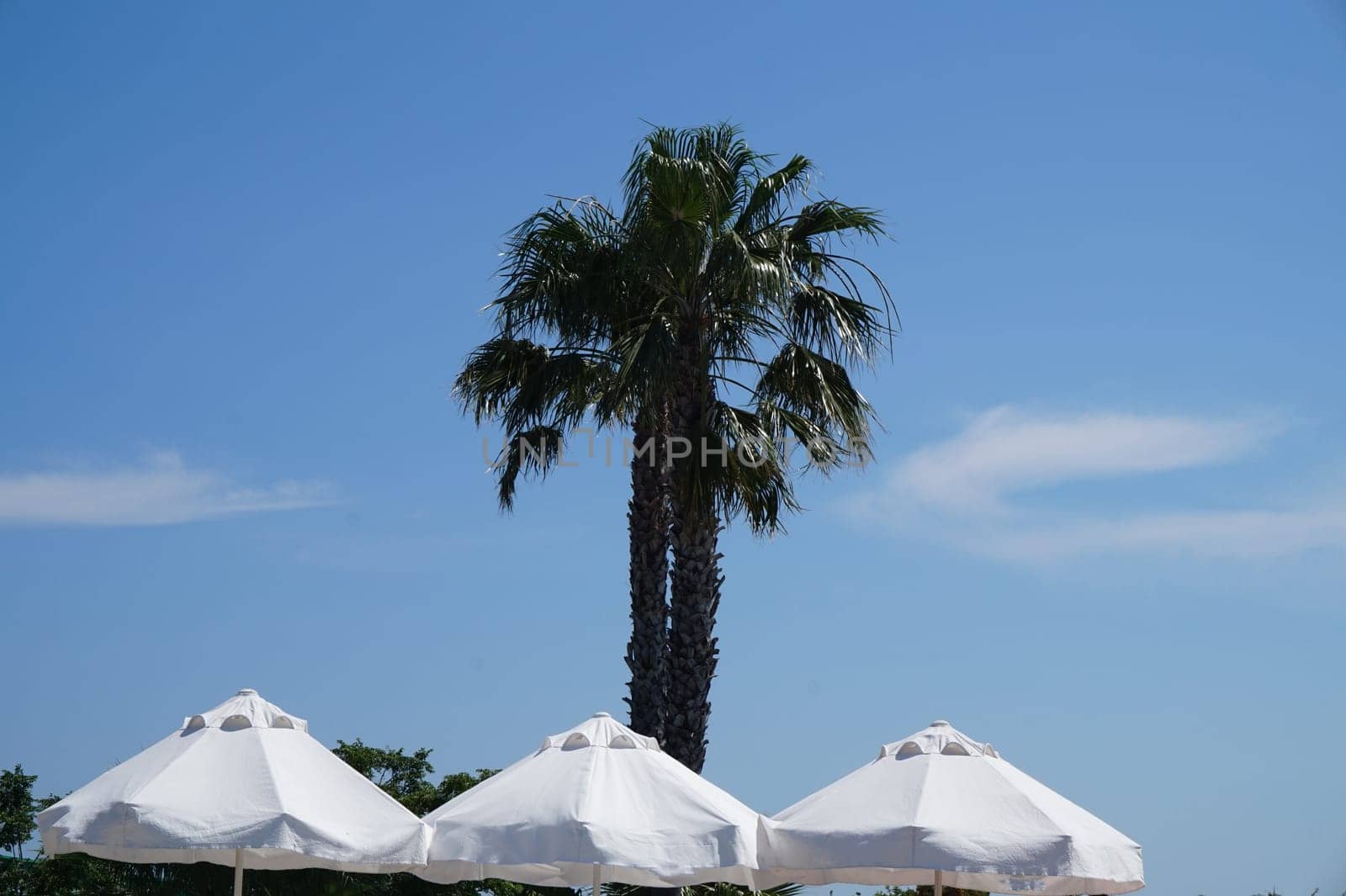 Green palm tree and white beach umbrellas against a clear blue sky with a copy of the space, the concept of beach holidays and travel by claire_lucia