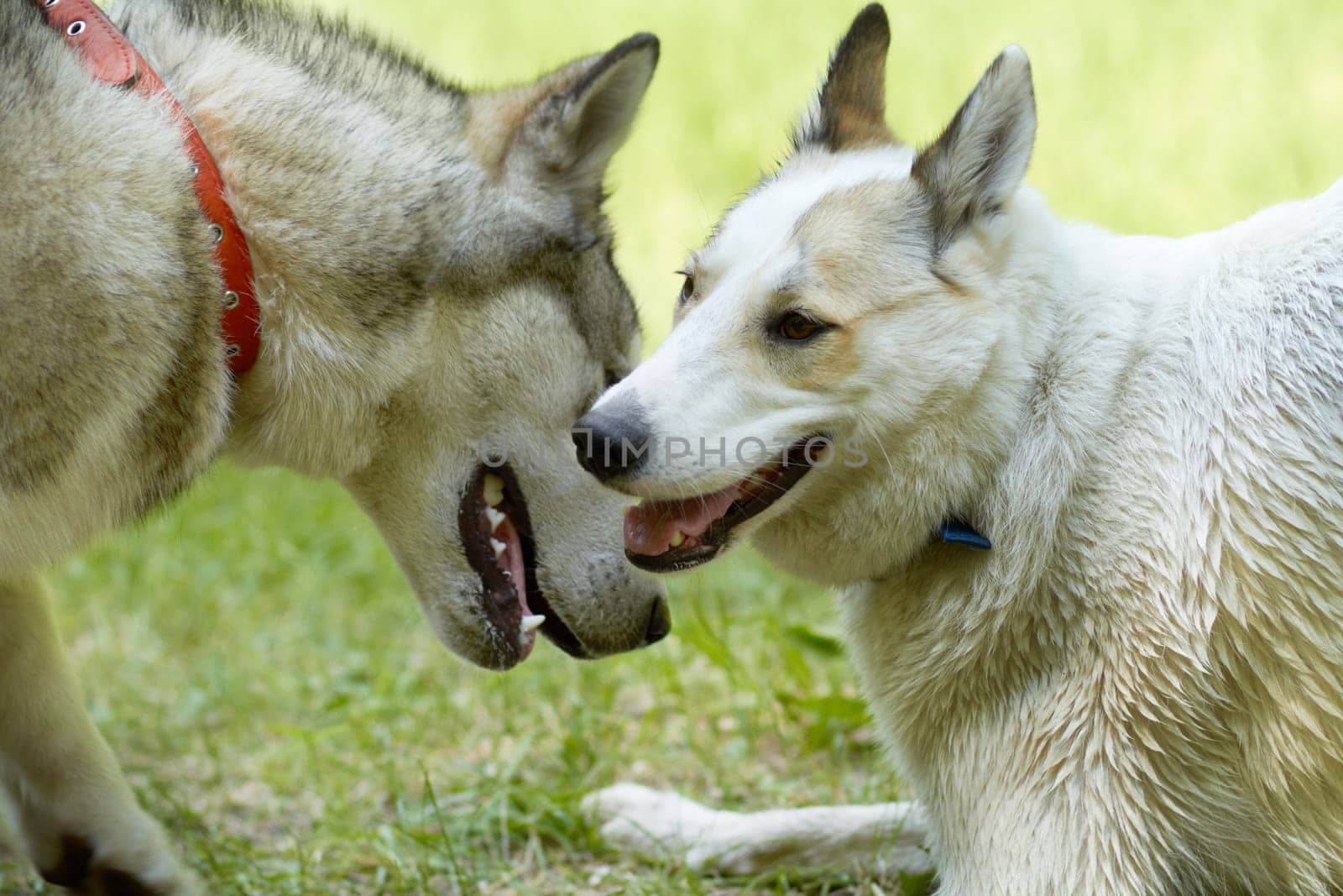 Dogs, play and park with animal meeting on grass in summer together with pet. Nature, dog and husky friends outdoor on a field with puppy, animals and pets on a lawn feeling happy in countryside by YuriArcurs