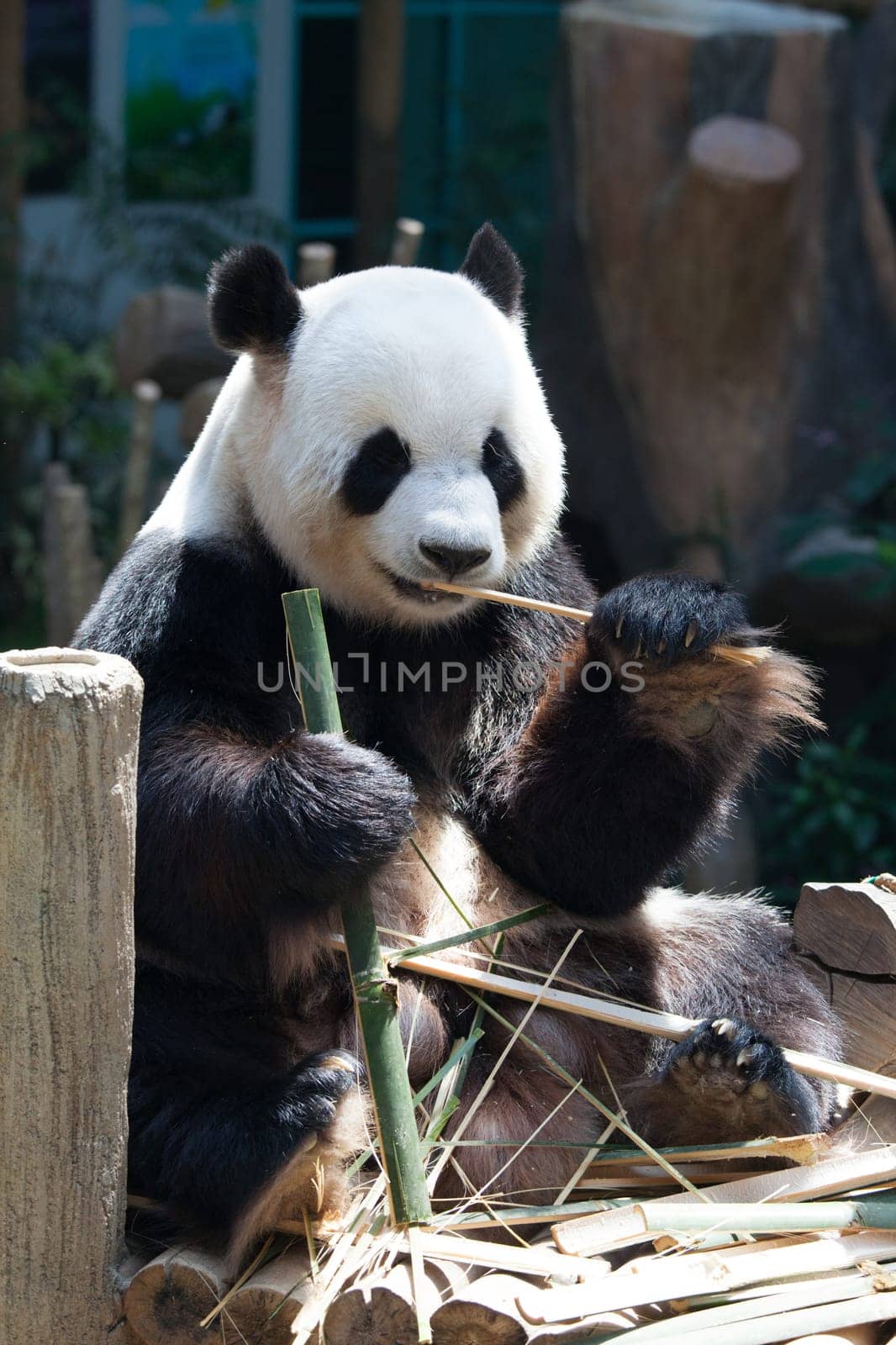 Giant panda animal. by Yellowj