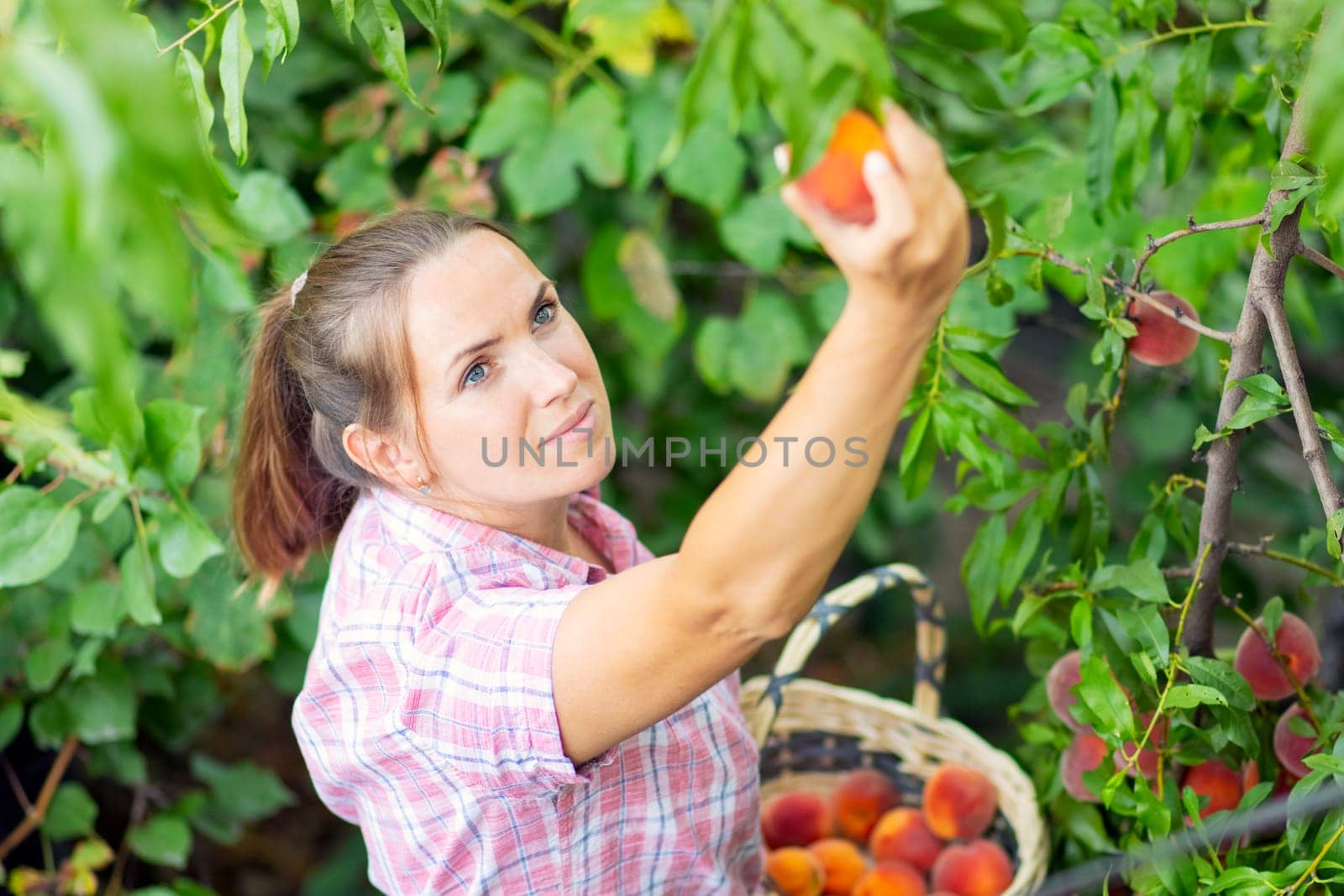 Harvesting peaches. Woman farmer picks ripe peaches from tree into basket in the garden.