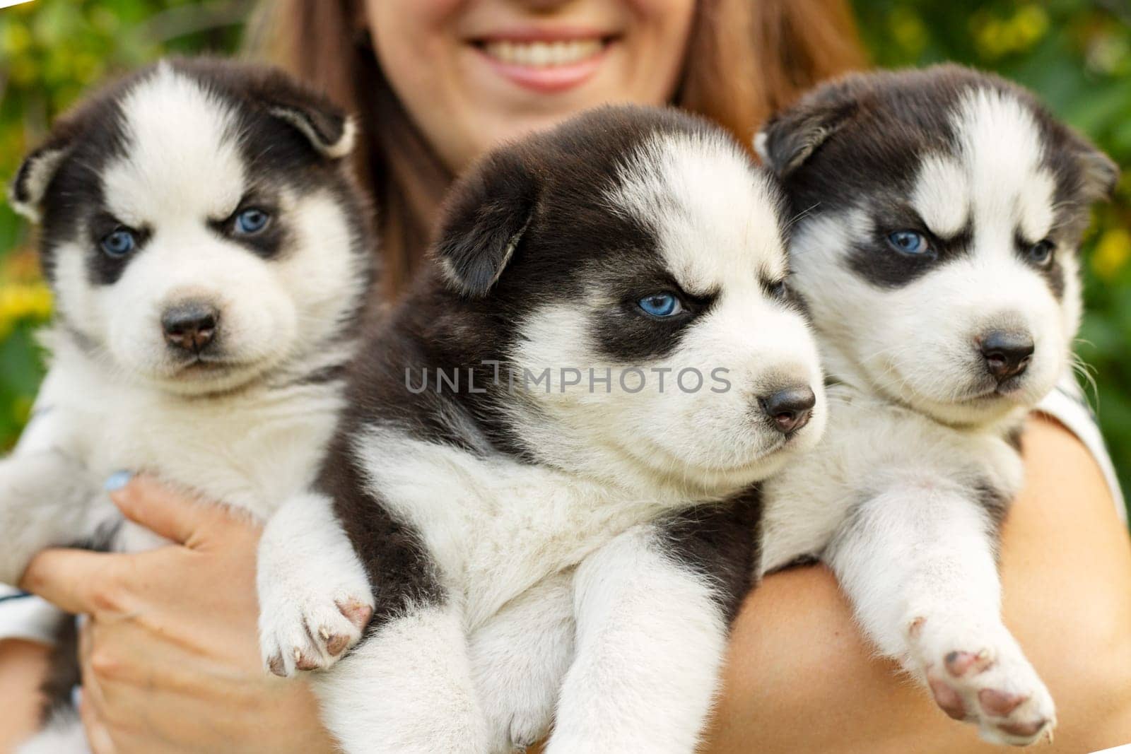 Woman holding three wonderful purebred husky puppies in her hands. Close up portrait of three small husky puppies.