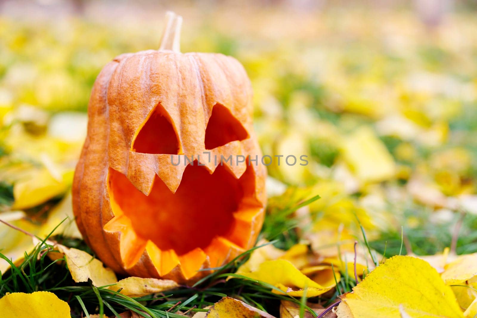 Halloween pumpkin on yellow leaves in the park or forest in autumn. Halloween background, card, banner
