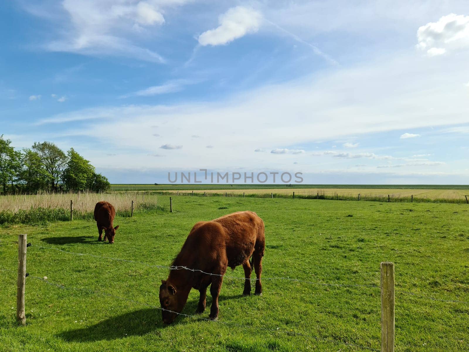 Brown cows grazing on green meadow against a blue sky