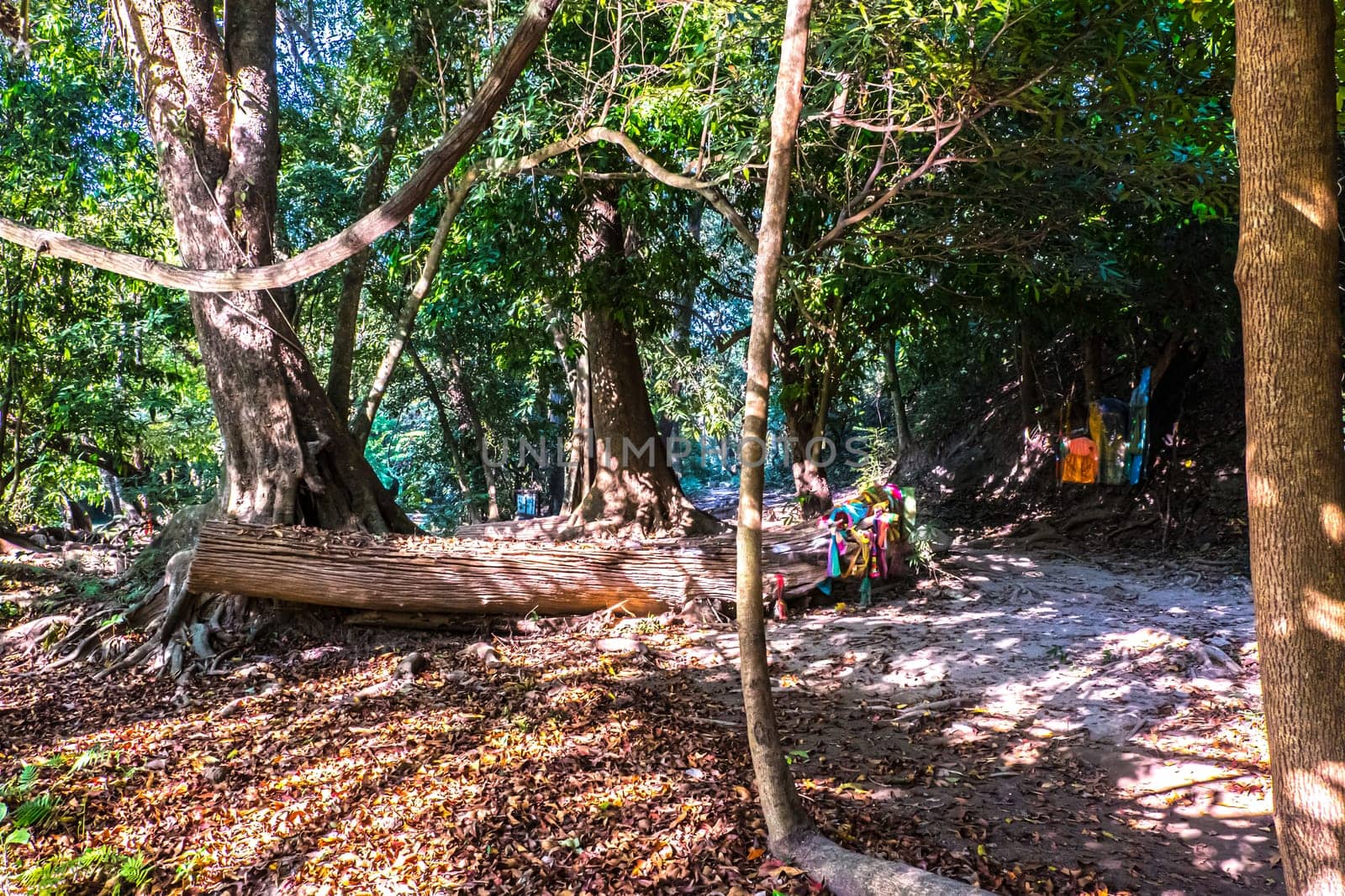 Vibrant, Green Forest With Lots Of Trees And Bushes And Fallen Log On The Ground