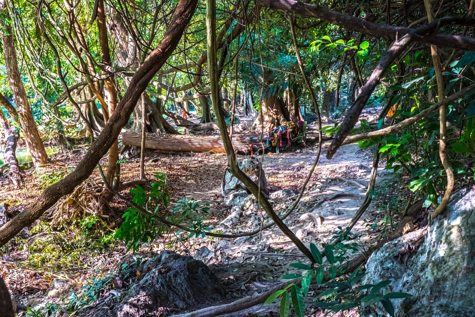 Vibrant, Green Forest With Lots Of Trees And Bushes And Fallen Log On The Ground