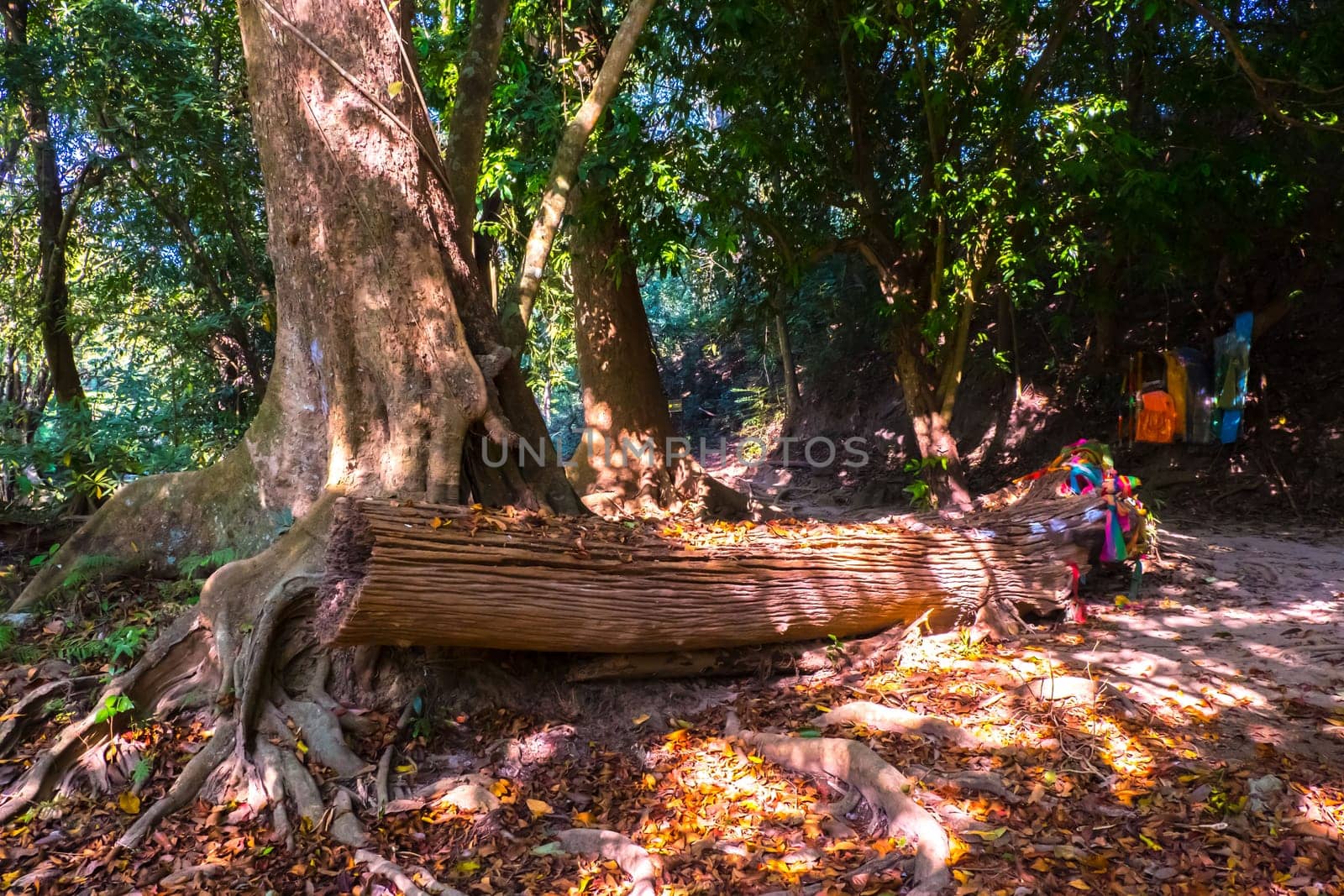 Vibrant, Green Forest With Lots Of Trees And Bushes And Fallen Log On The Ground