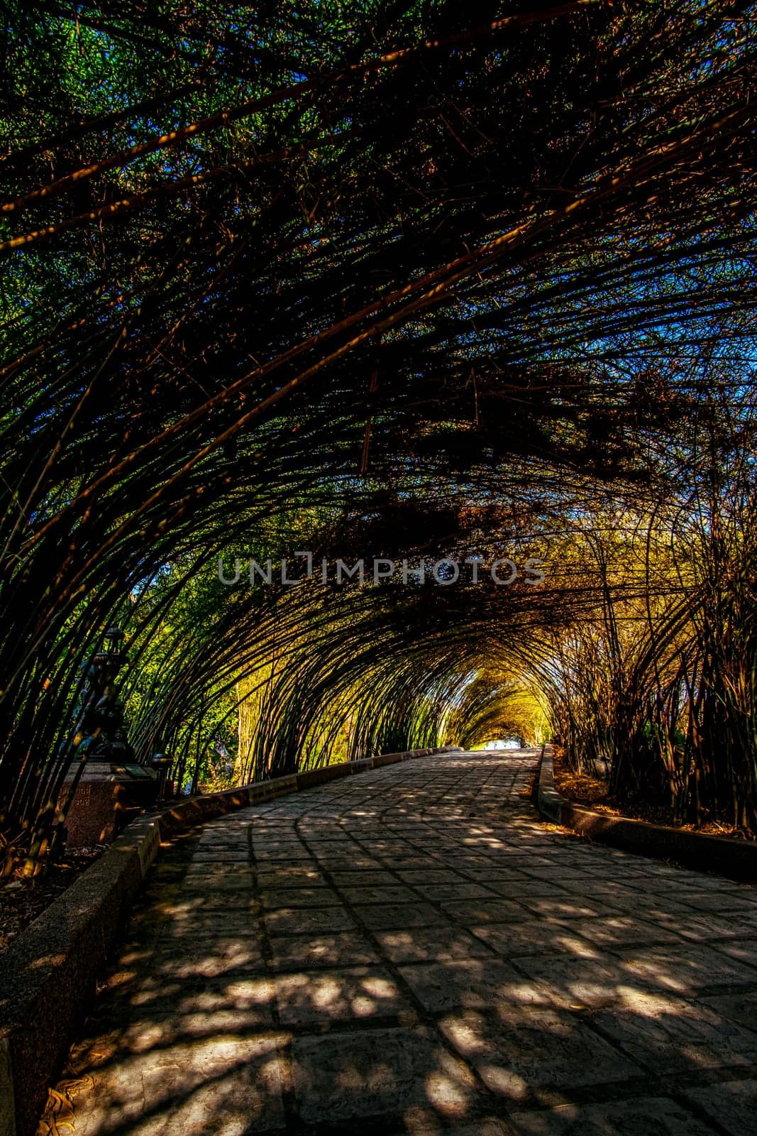 Bamboo tunnel and pavement walkway path in nature forest landscape