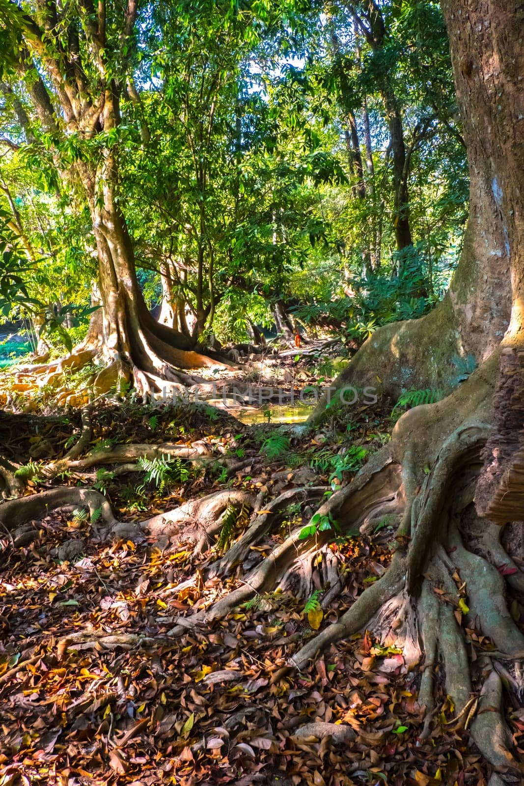 many big roots tree in the deep rain forest nature bakground by Petrichor