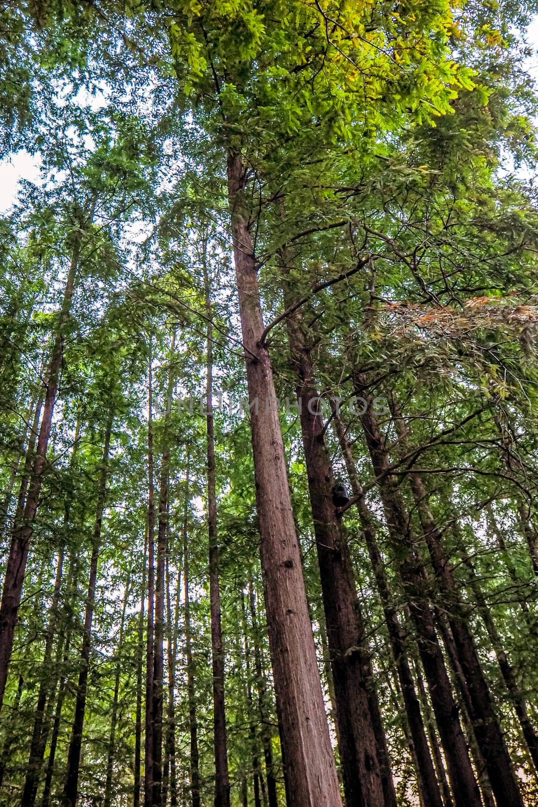 Looking Into Forest Canopy tree nature background by Petrichor