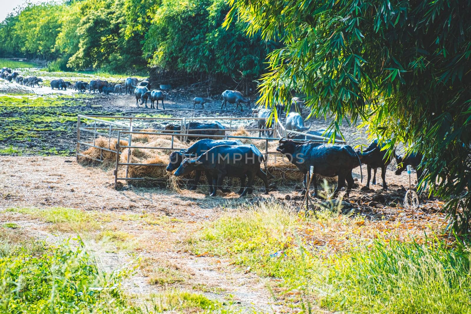 Asian Water Buffaloes  agriculture farm