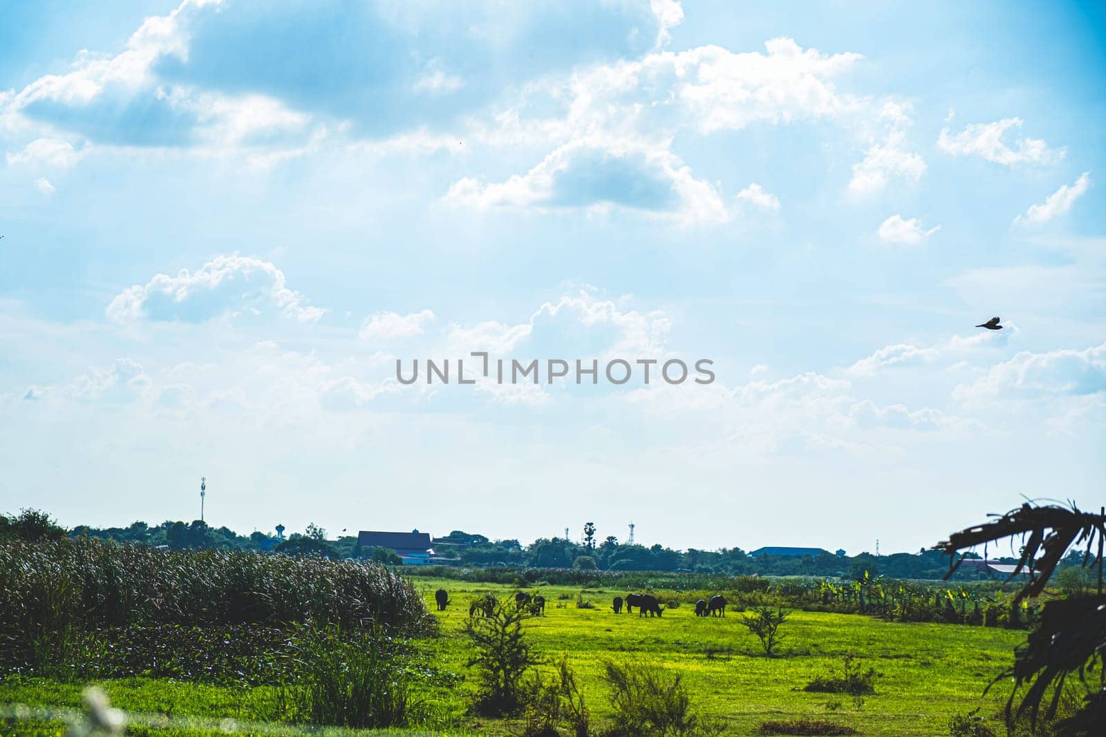 Asian Water Buffaloes  agriculture farm