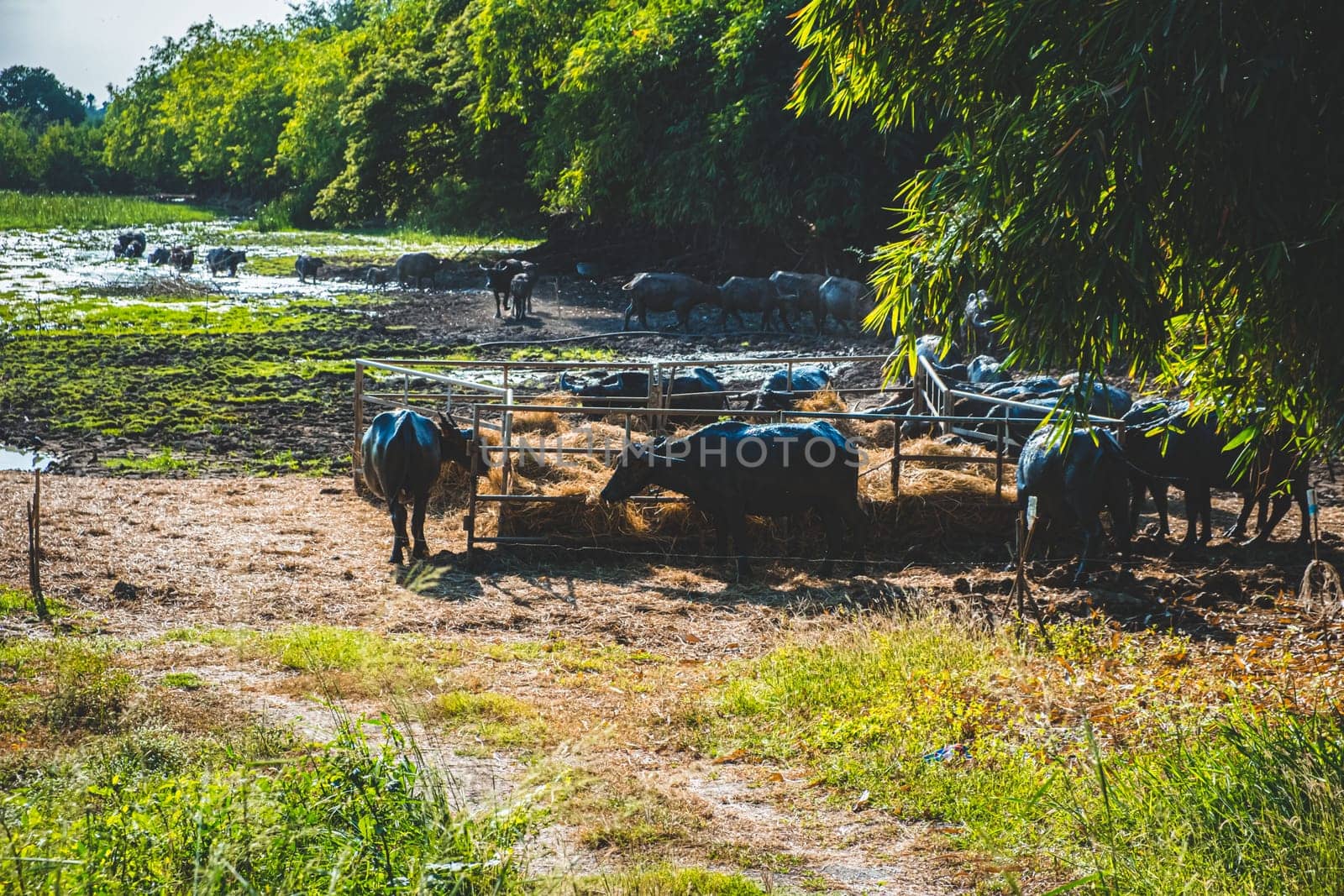 Asian Water Buffaloes  agriculture farm