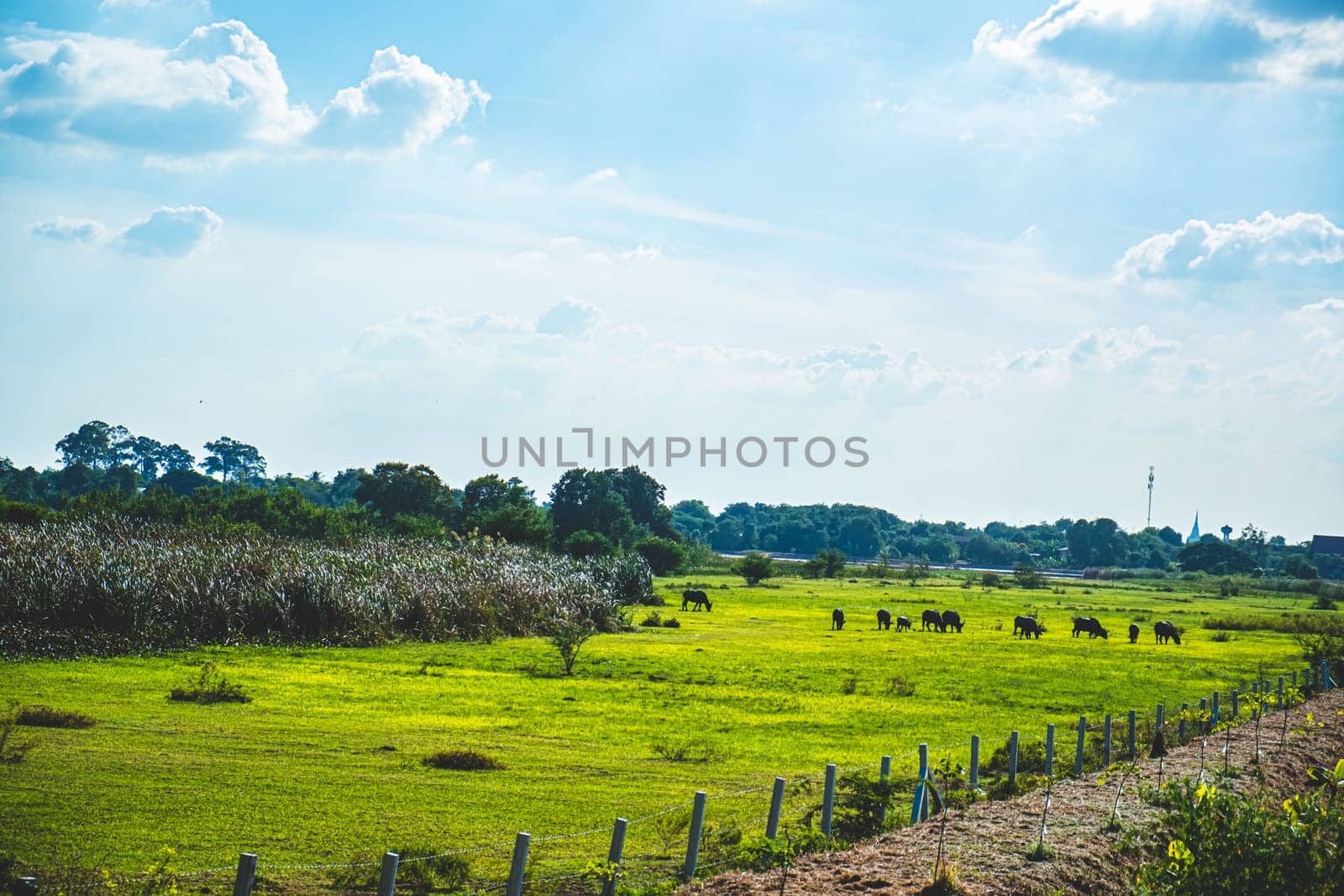 Asian Water Buffaloes  agriculture farm