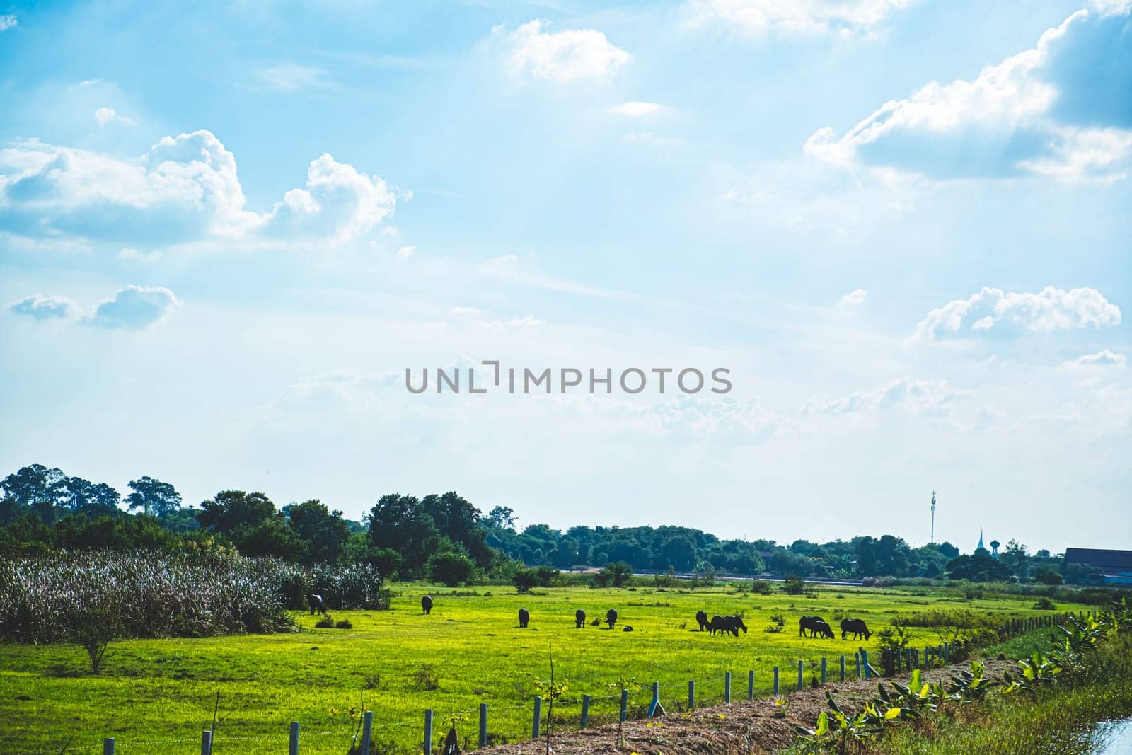 Asian Water Buffaloes  agriculture farm