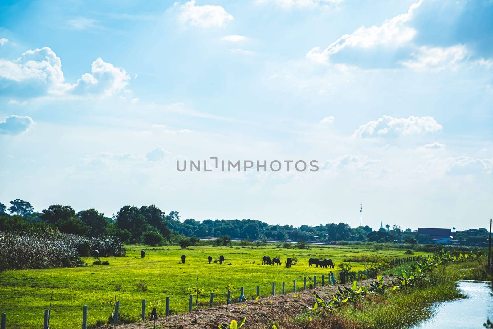 Asian Water Buffaloes  agriculture farm