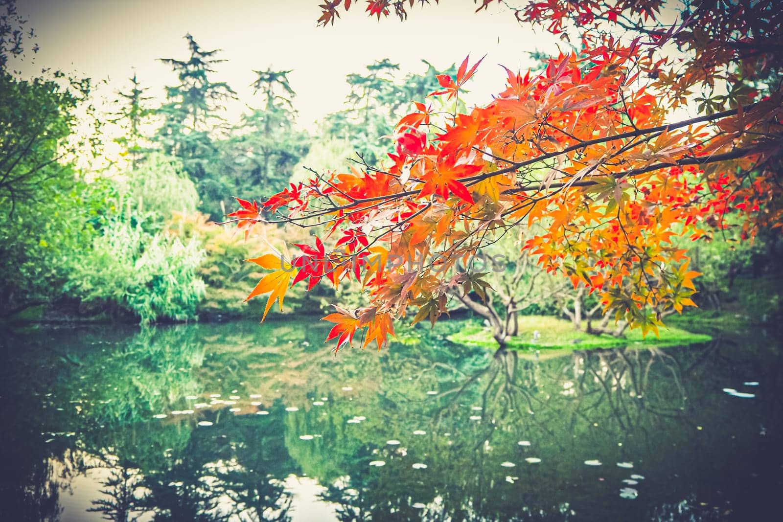 Autumn leaf in Front Lake Park in china nature background