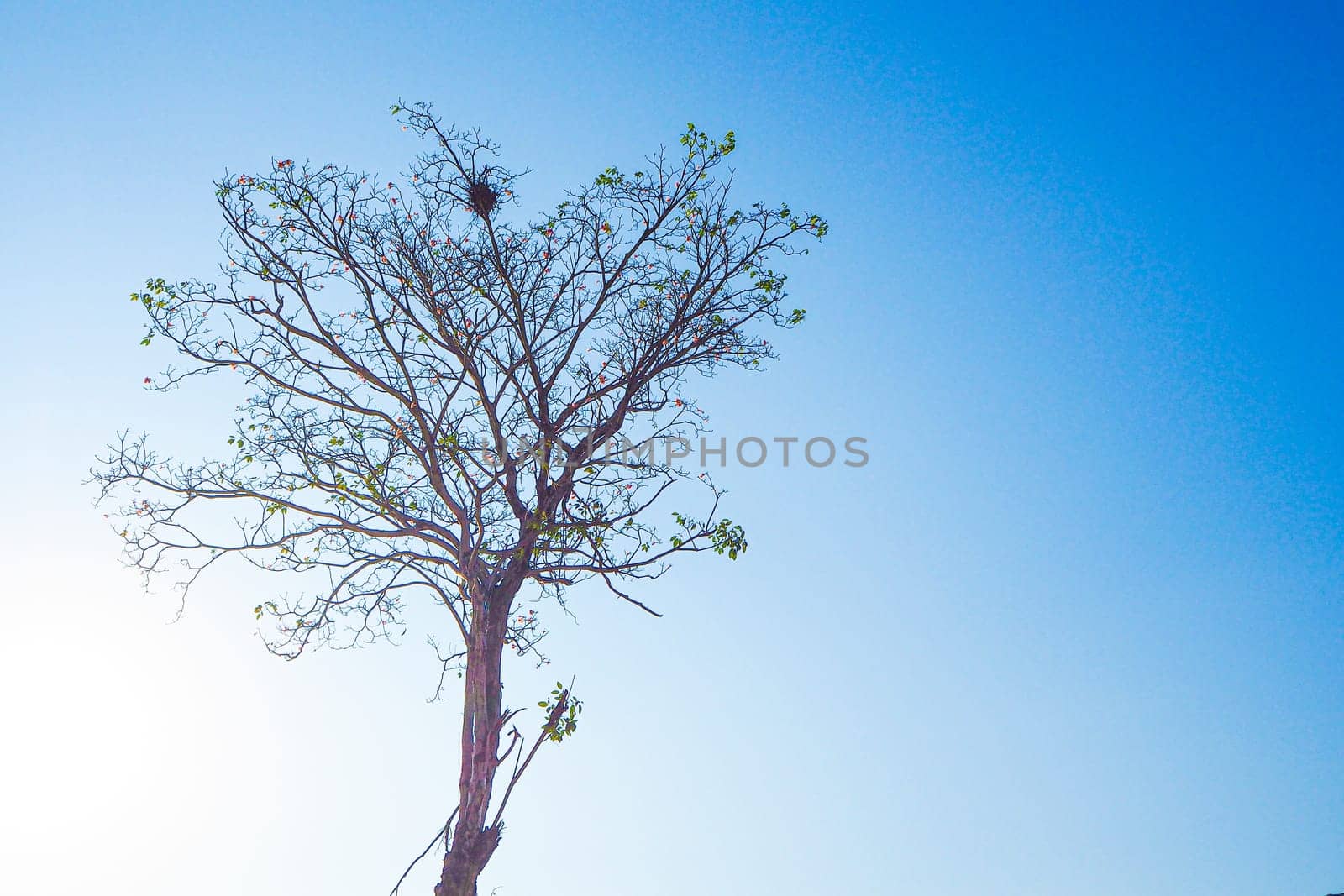 dried tree branches against blue autumn sky nature background