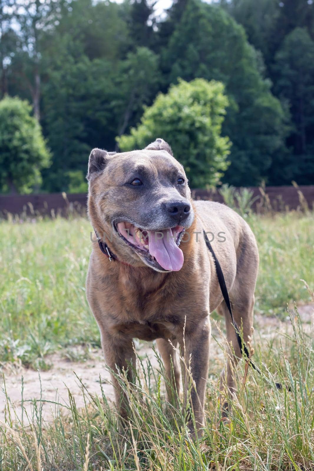 Staffordshire Terrier dog walking in the woods close up