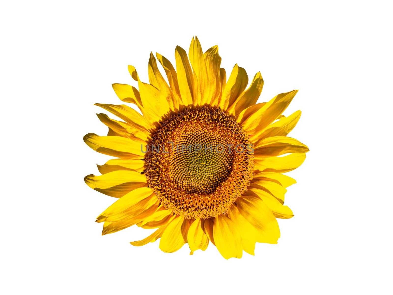 Blooming sunflower flower isolated on white background. Blooming Helianthus of the Asteraceae family. Agricultural plant. Helianthus annuus. Raw materials for sunflower oil.