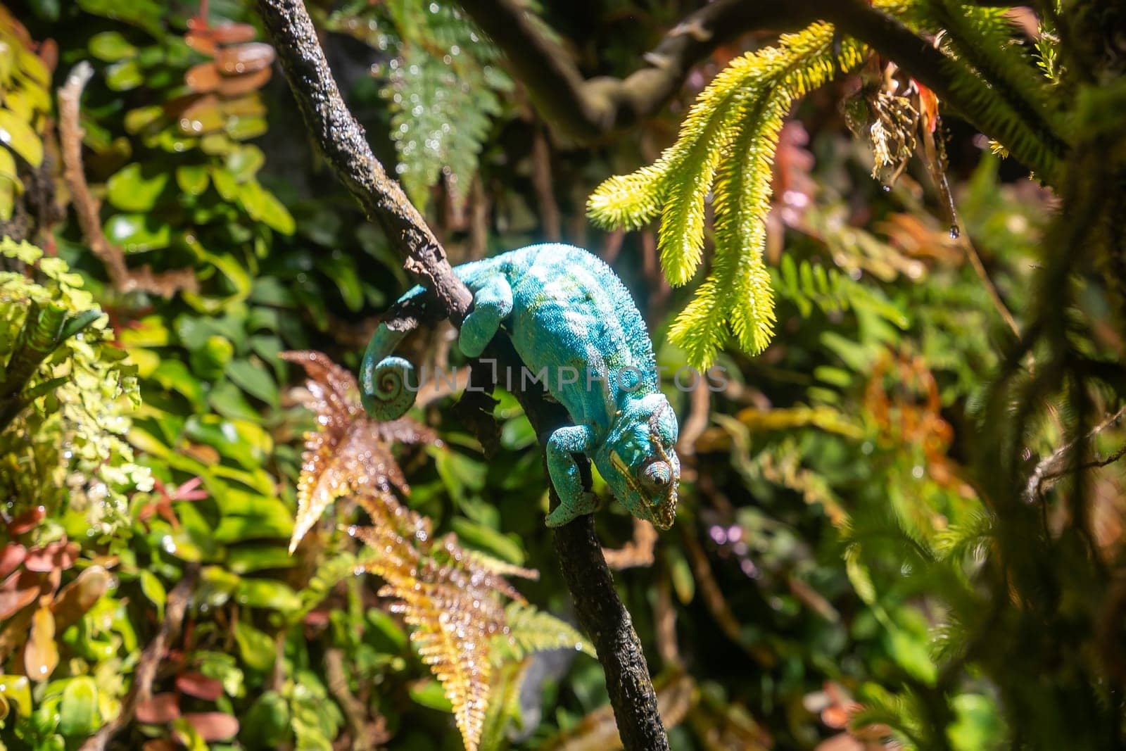 chameleon with rolling eyes in a terrarium close-up. A multicolored reptile with colorful skin. disguise and original vision. Exotic tropical pet