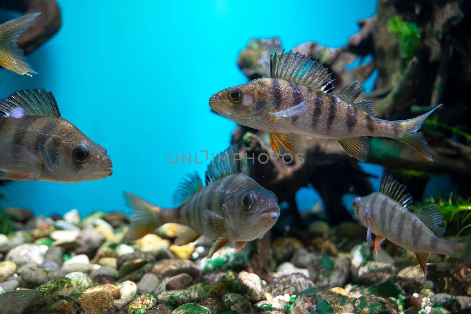 striped fish perch swim in the aquarium. Perca fluviatilis by audiznam2609