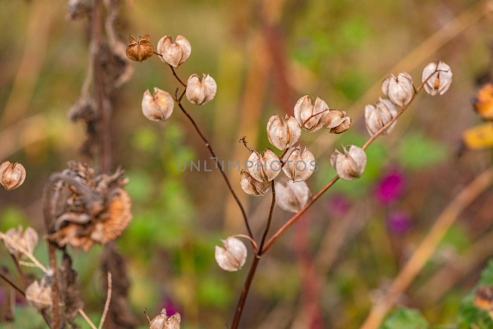 The lampion-like ripe fruits of the bladderberry also known as physalis, Germany
