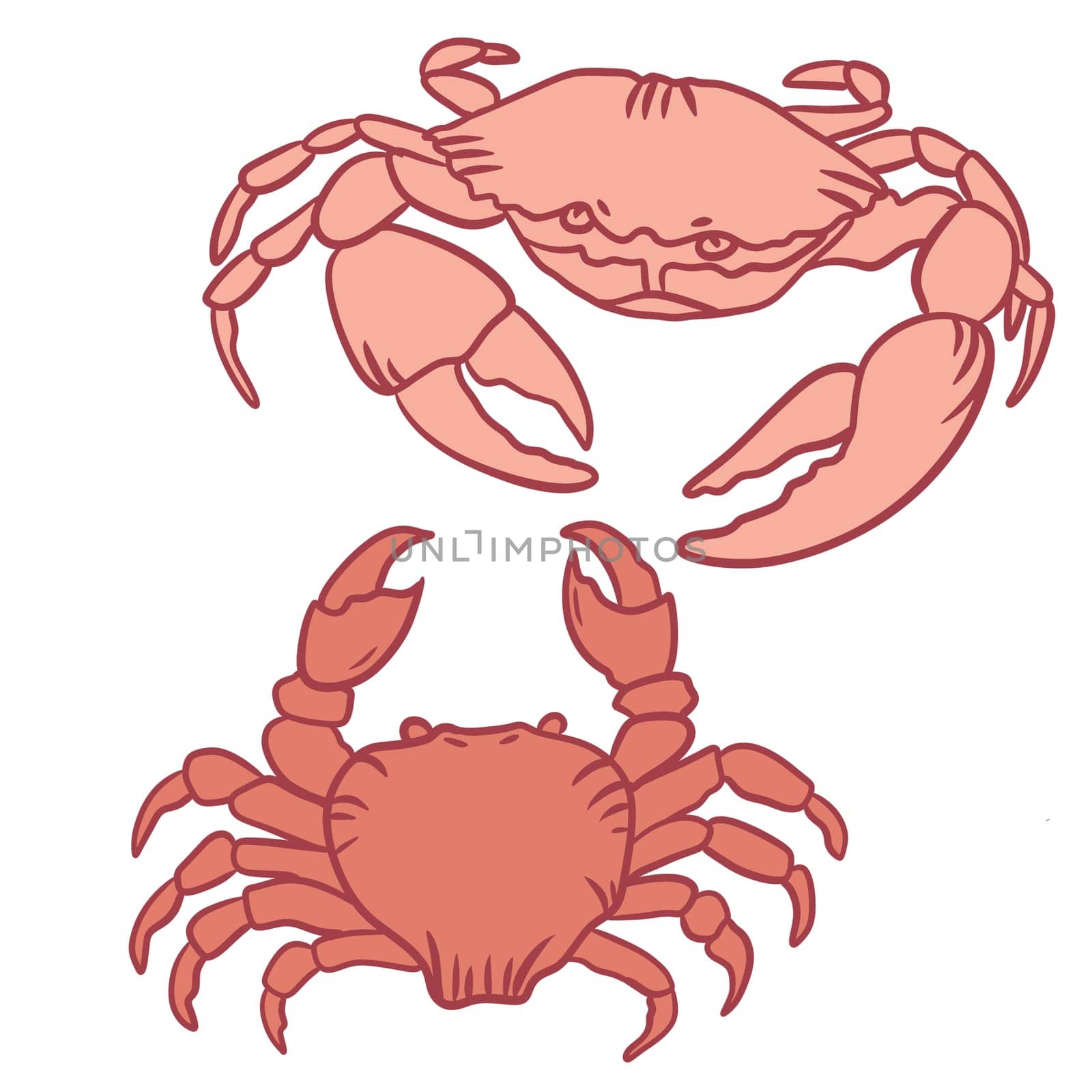 Hand drawn illustration of sea crab in orange blush peach color, Seafood ocean animal, pastel wildlife design, marine underwater species, food restaurant menu, shell claws