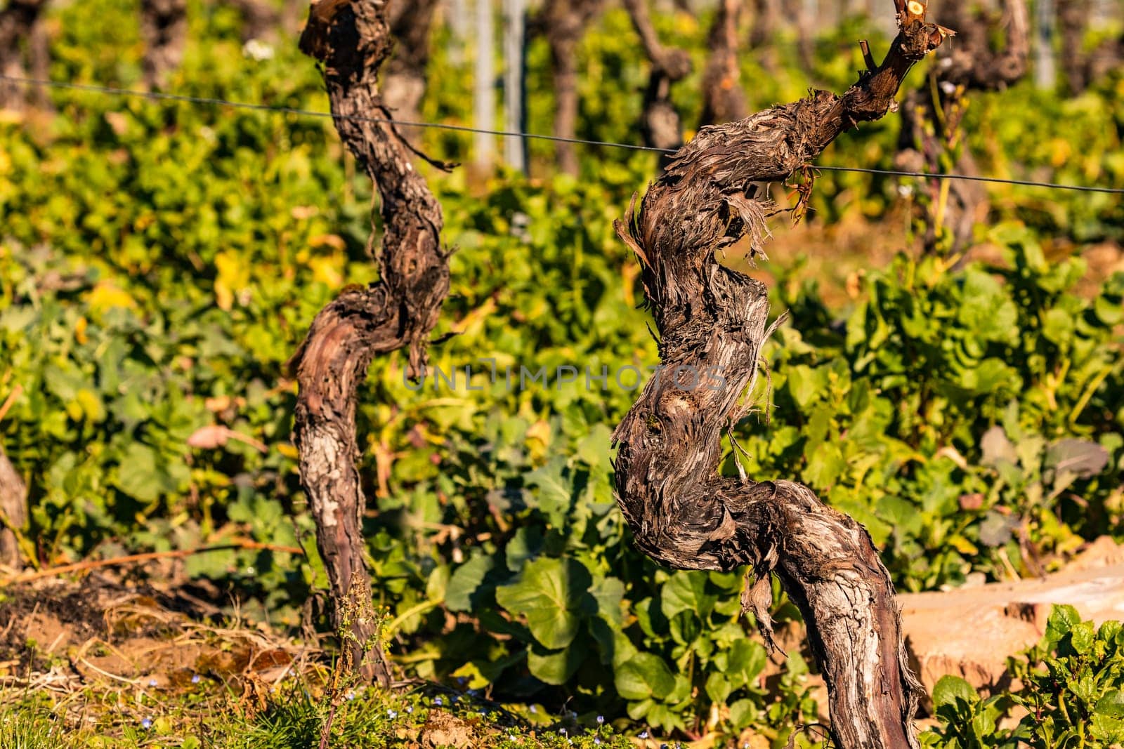 An old gnarled vine in winter, Germany