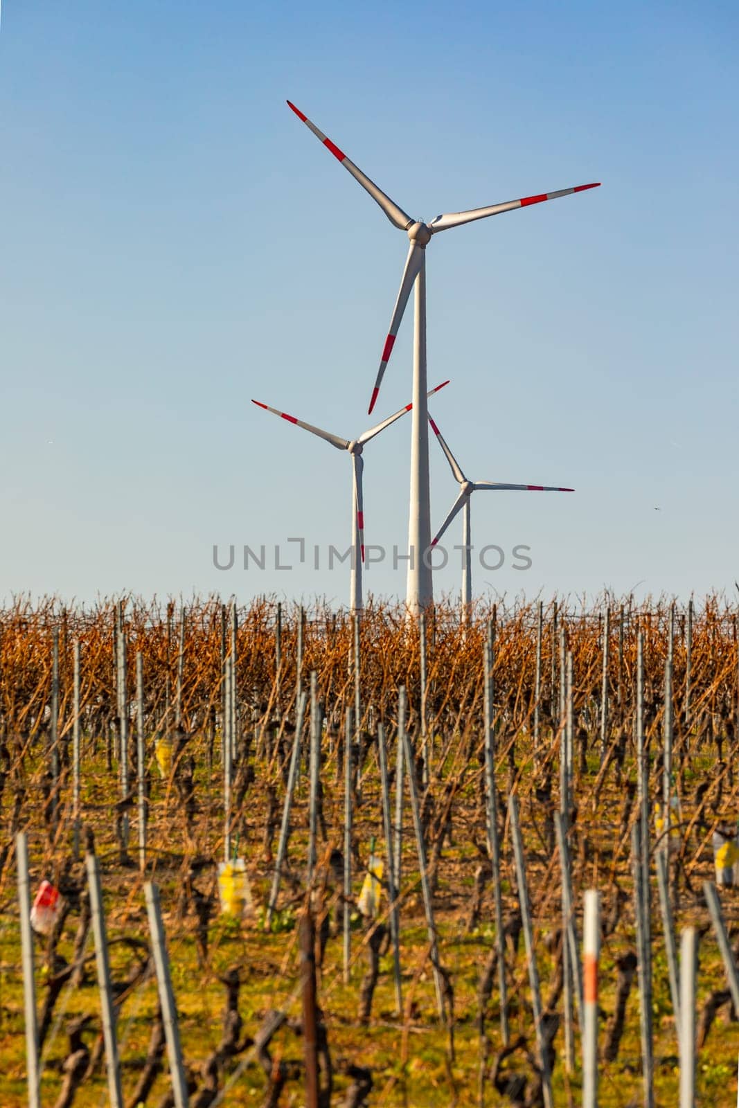 A vineyard landscape in Rhineland is dominated by huge wind turbines, Germany,