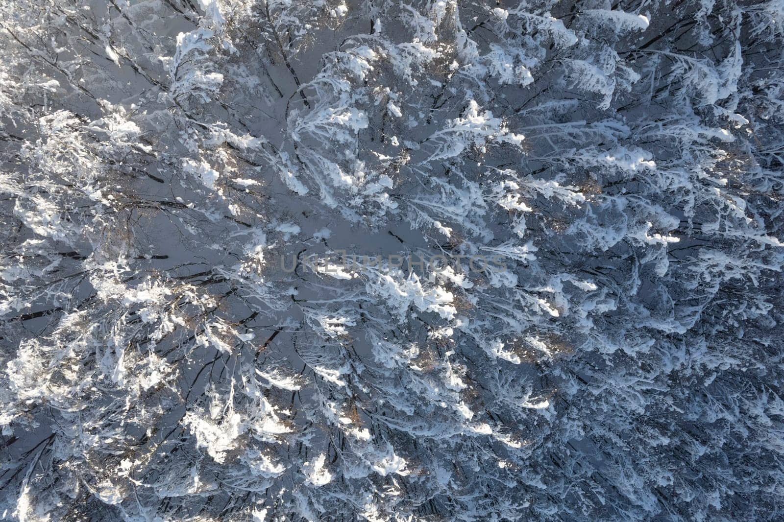 Completely snow-covered forest taken from above by fotografiche.eu