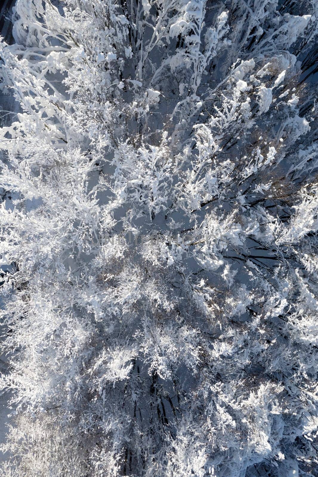 Completely snow-covered forest taken from above by fotografiche.eu