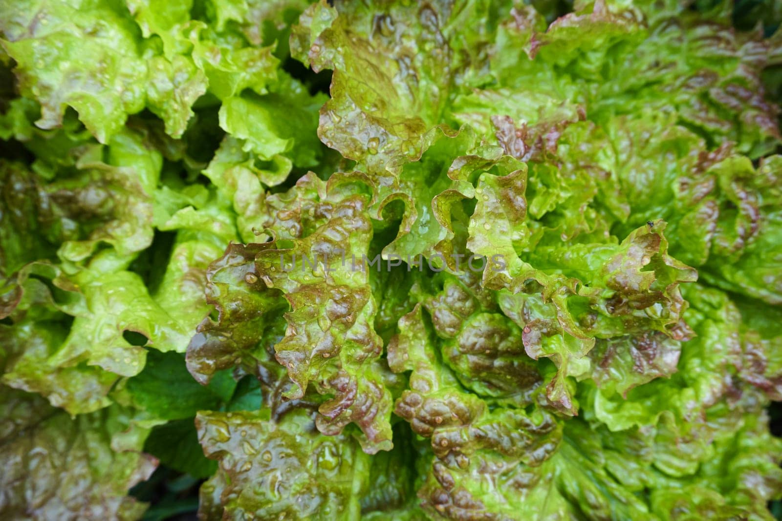 Lettuce leaves close-up. Background of lettuce leaves. by Spirina