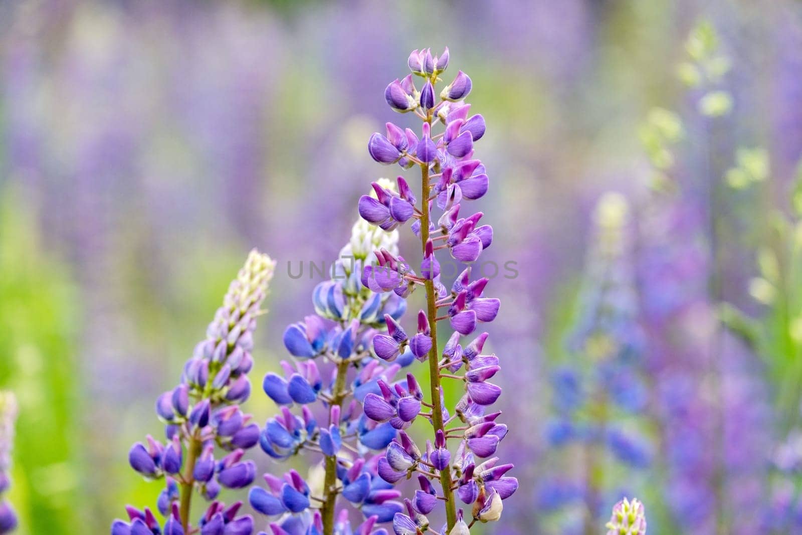 A close-up of a beautiful lupine field plant. Selective focus.