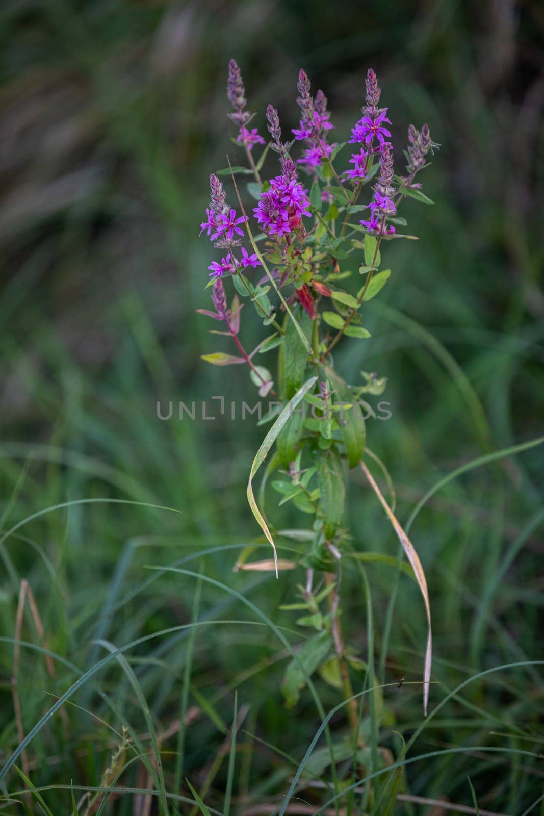 During the summer season, a medicinal plant called yarrow blooms in the wet meadows. A view of nature in all its glory.