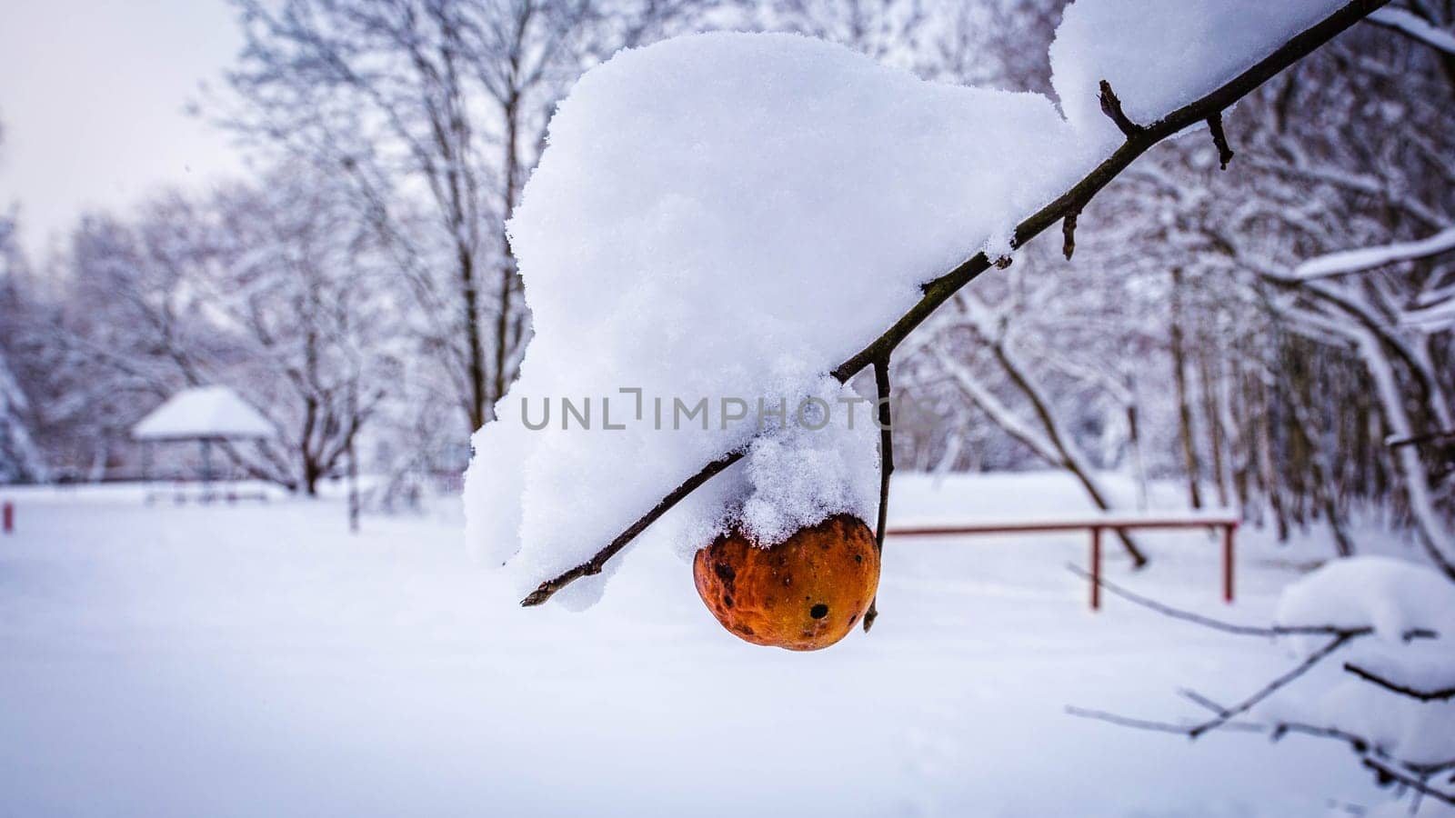 Rotten red-orange apple on a branch in winter under a layer of snow by grekoni